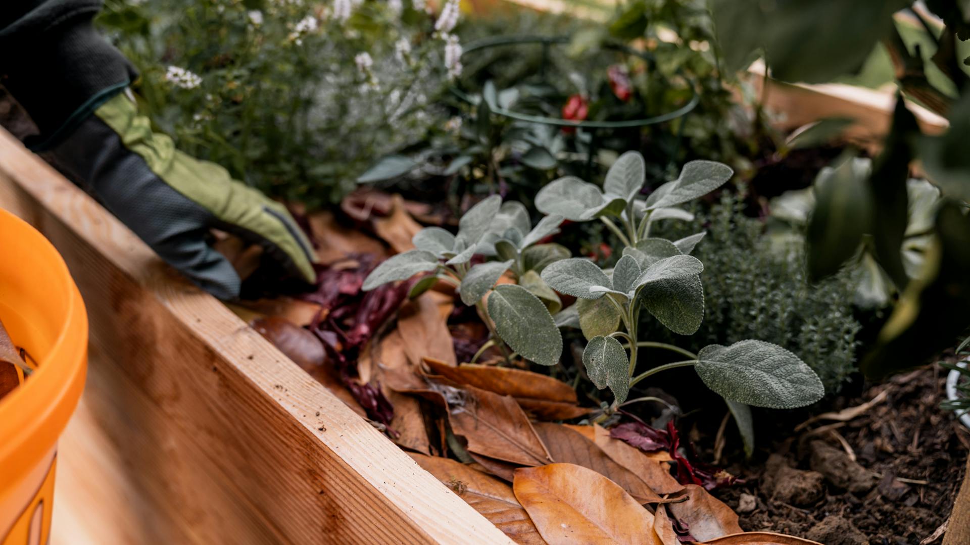 Vyvýšený záhon je pokrytý lístím ako ochrana pred mrazom