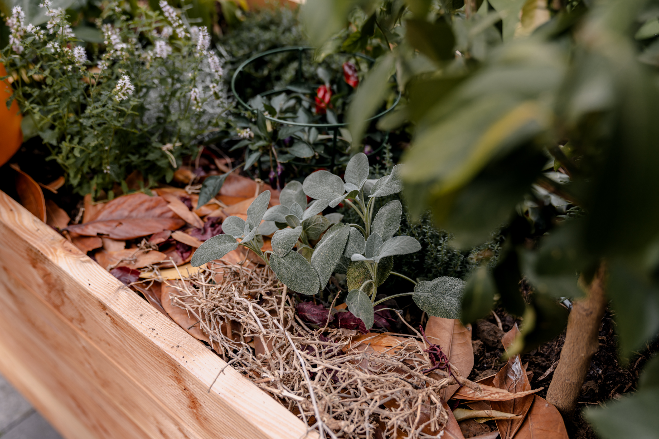 Vyvýšený záhon je pokrytý listami a machom na ochranu pred mrazom