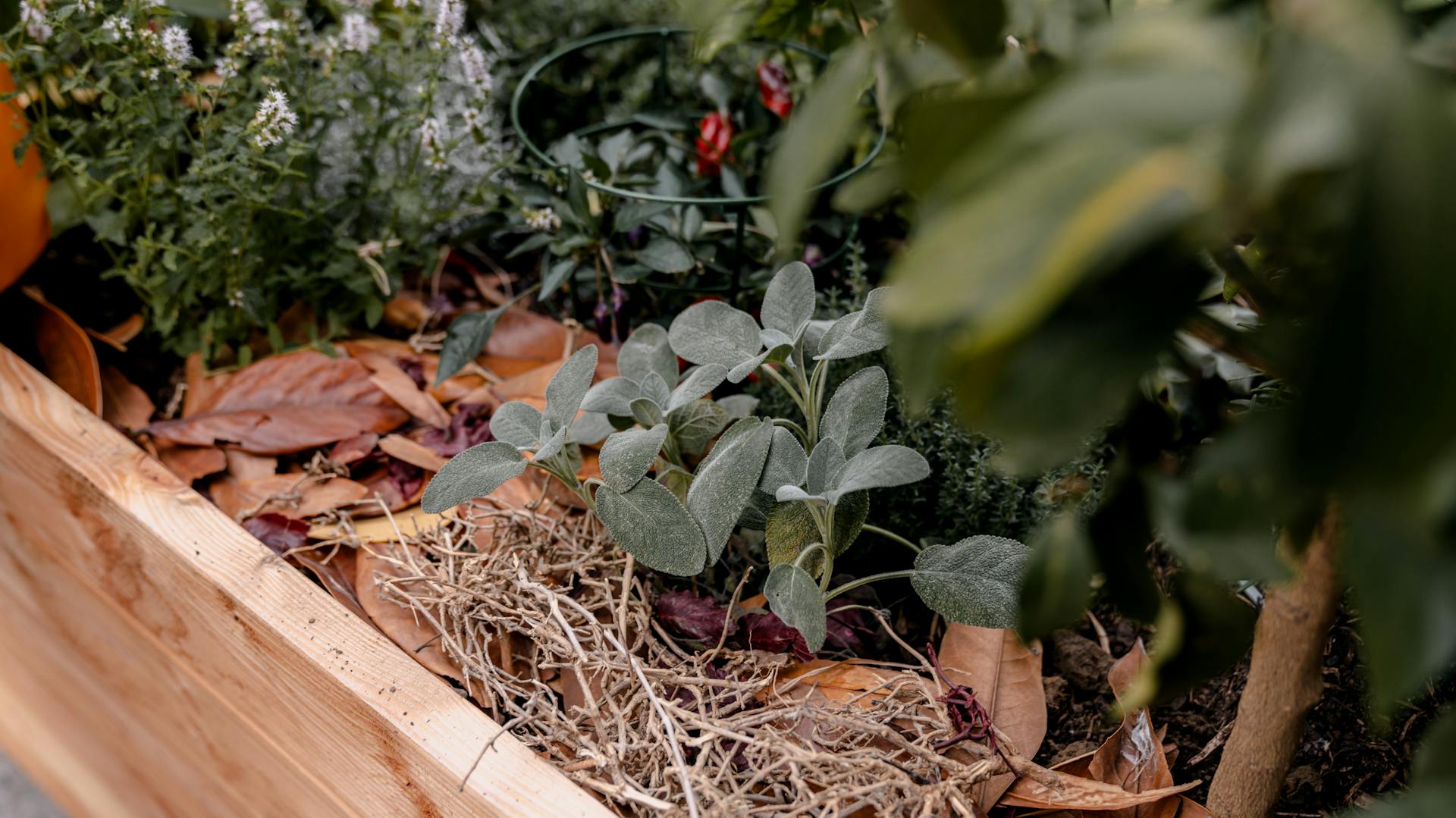 Vyvýšený záhon je pokrytý listami a machom na ochranu pred mrazom