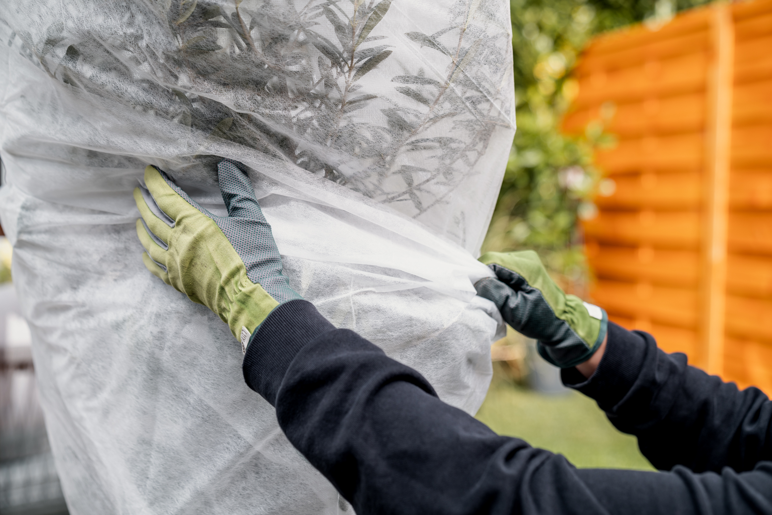 Pianta in vaso viene avvolta con tessuto non tessuto e protetta dal freddo