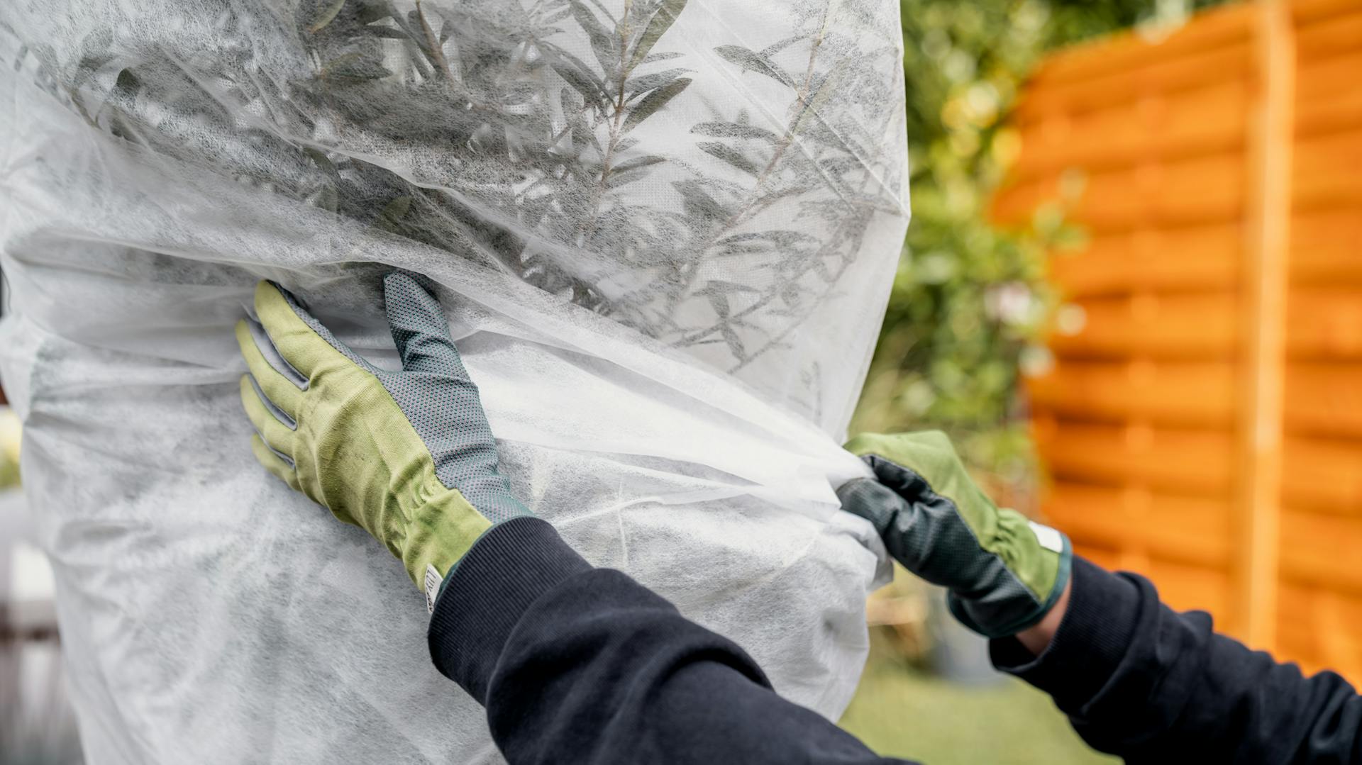 Topfpflanze wird mit Vlies umwickelt und vor der Kälte geschützt