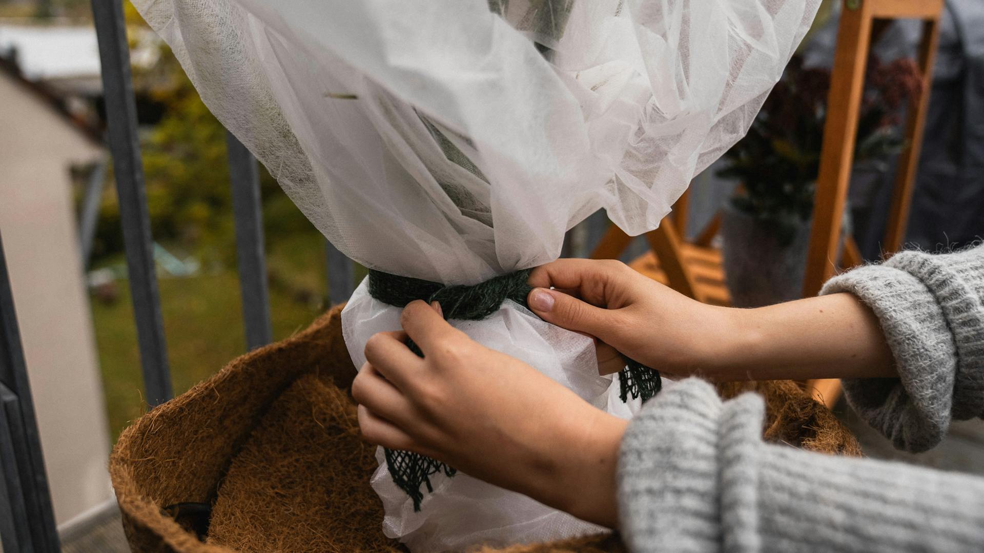 Topfpflanzen im Winter mit Vlies vor Kälte schützen.