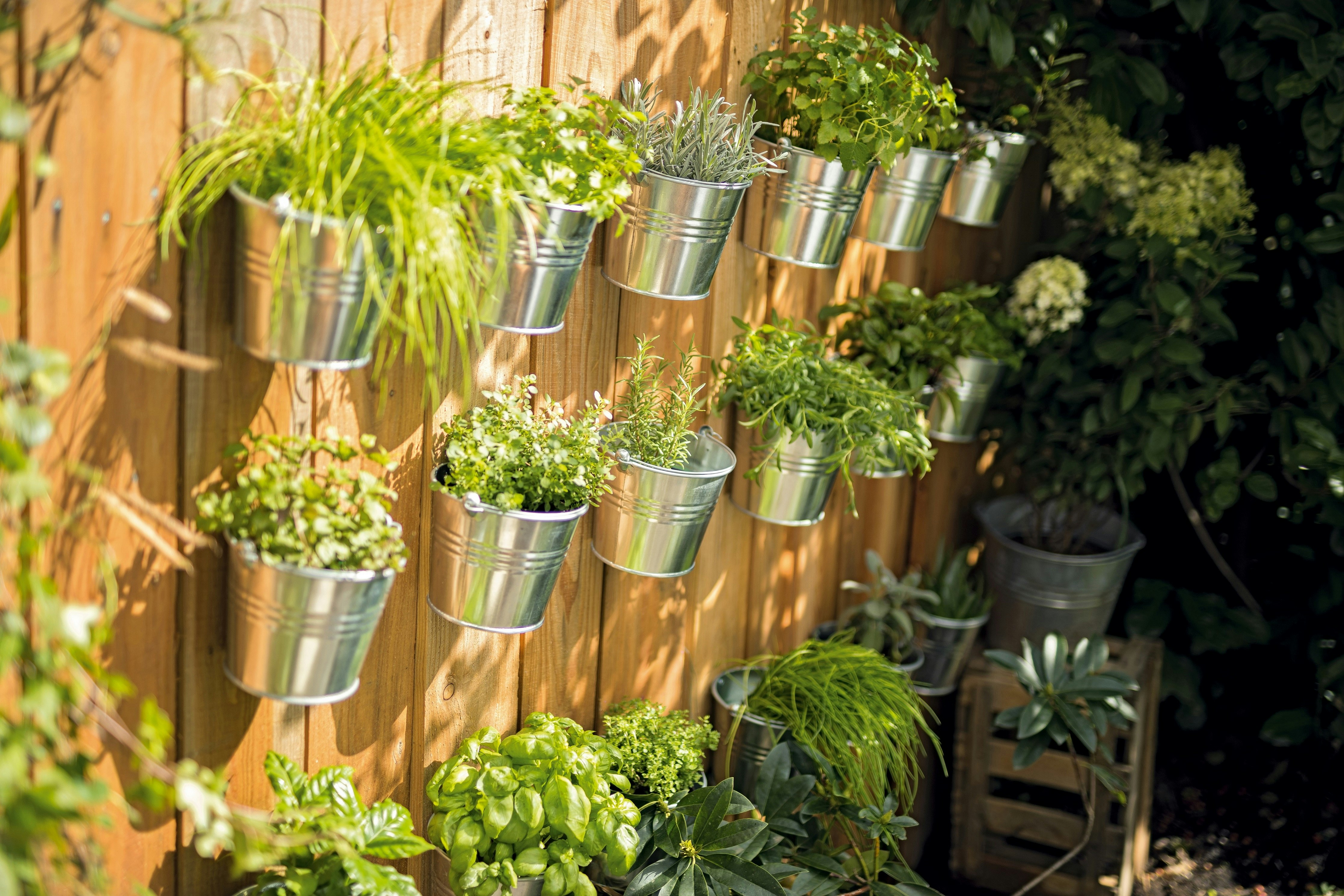 Kräuter – Ratgeber, Tipps und Wissenswertes | OBI Kräuter – Ratgeber, Tipps und Wissenswertes | OBI