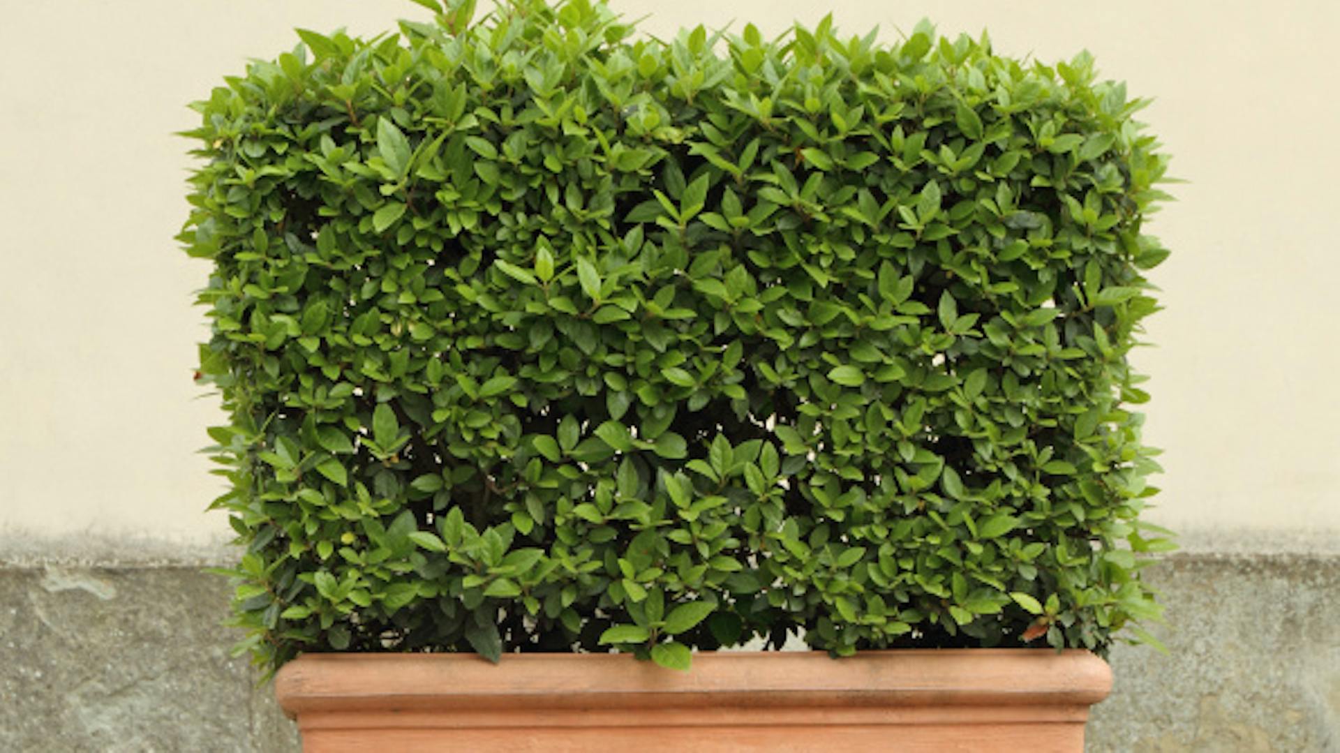 Stromek v terakotové vaně stojí před zdí.