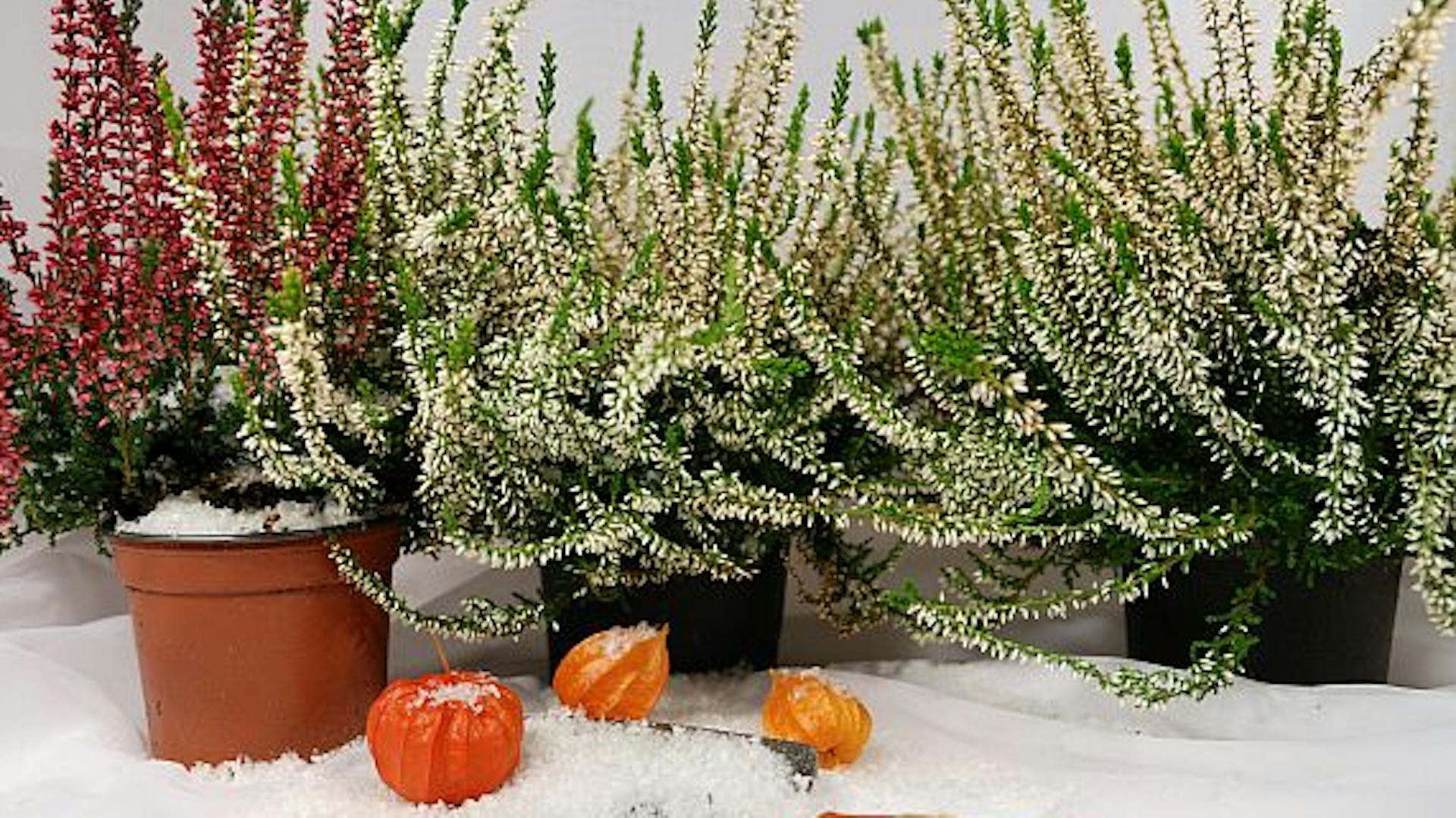 Vřesovištní rostliny v kádích na sněhu s lopatou a dekorativními předměty