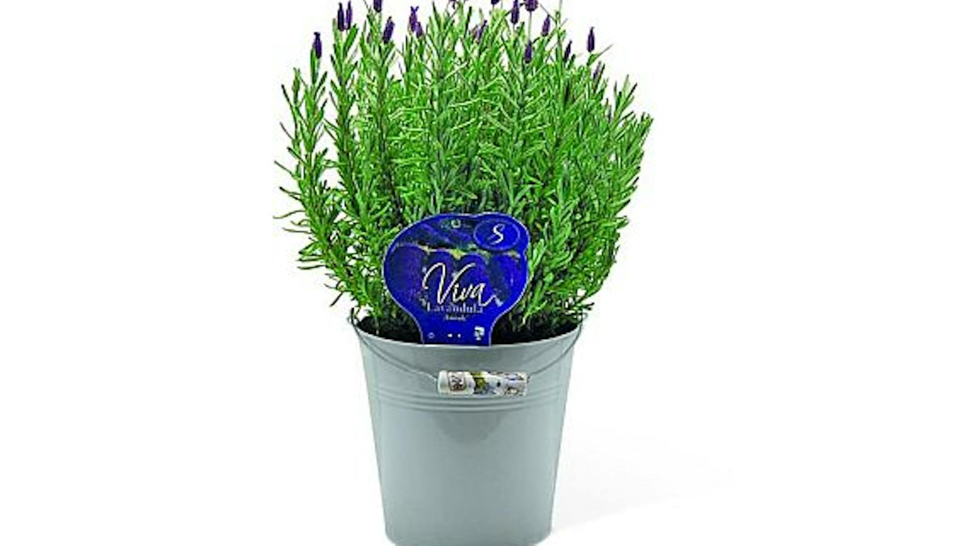 Levandule v zinkovém květináči s modrou visačkou