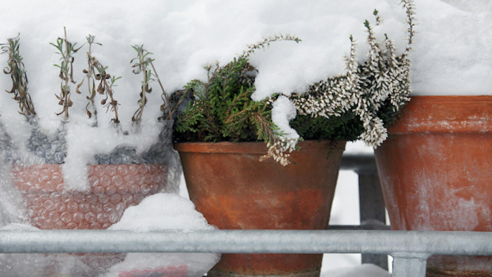 Rostliny v kádích stojí zakryté fólií na sněhu na zábradlí pro rostliny