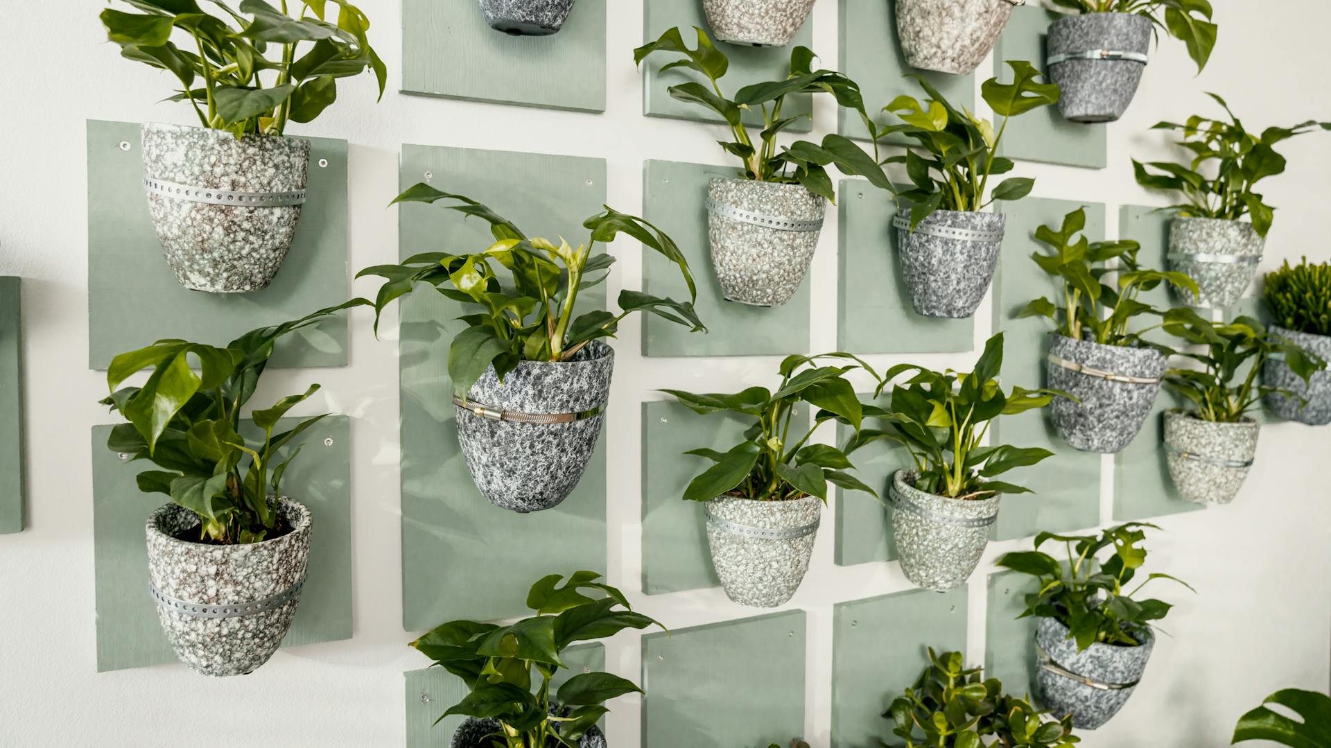 Sicht in einen Raum mit Pflanzenwand