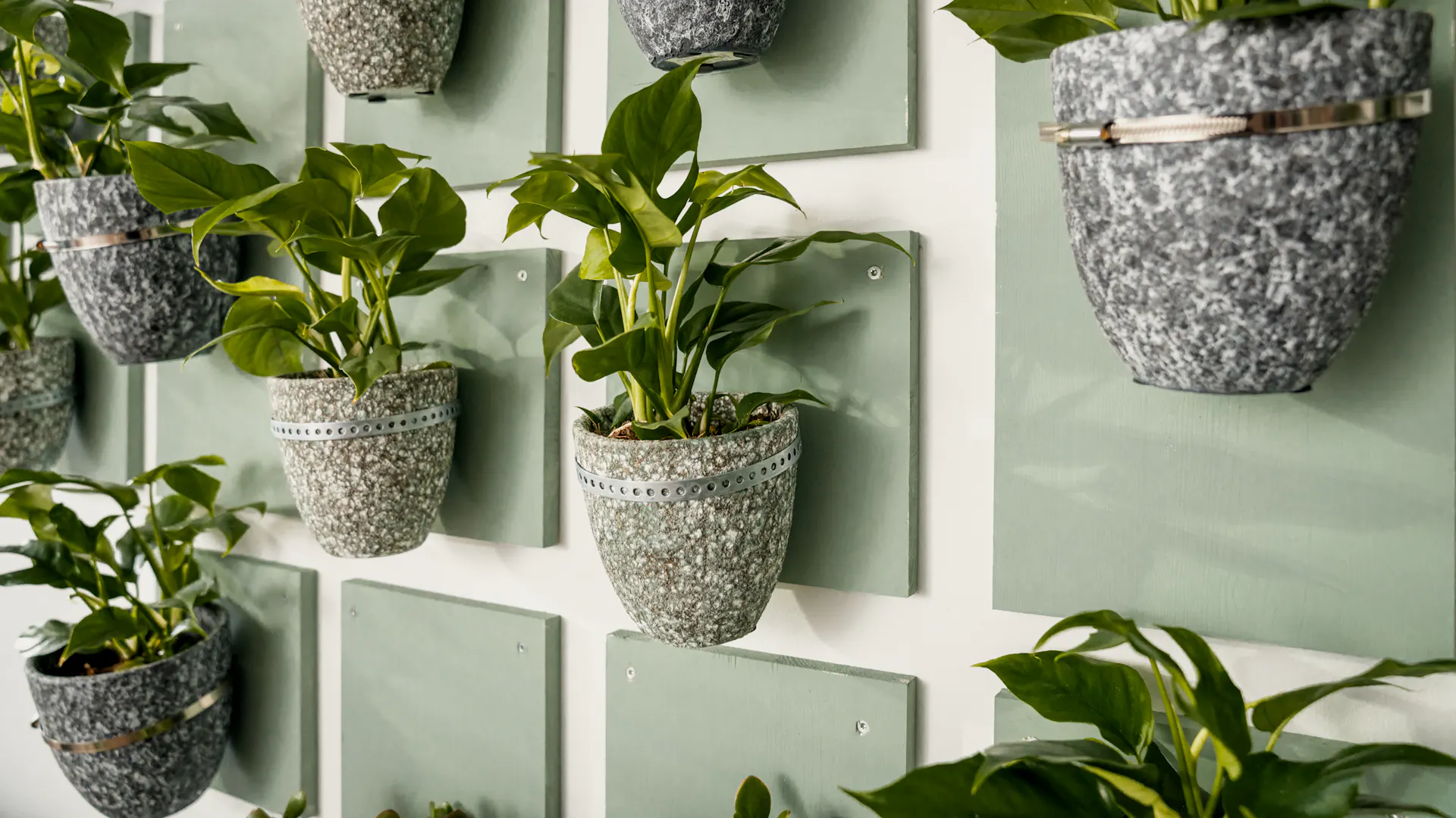 Piante da appartamento su una parete verde