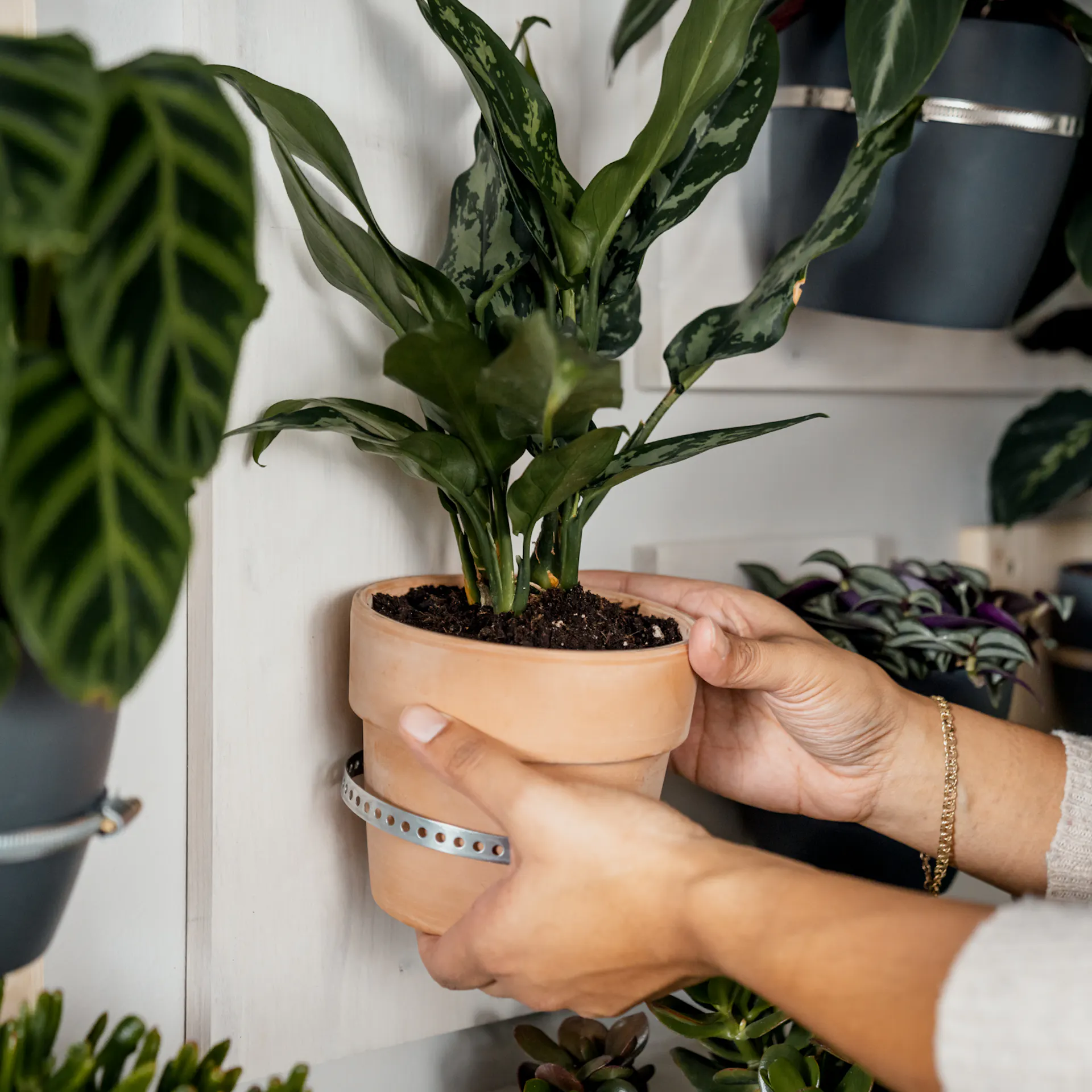 Il vaso con le piante viene appeso nel nastro perforato sul muro.