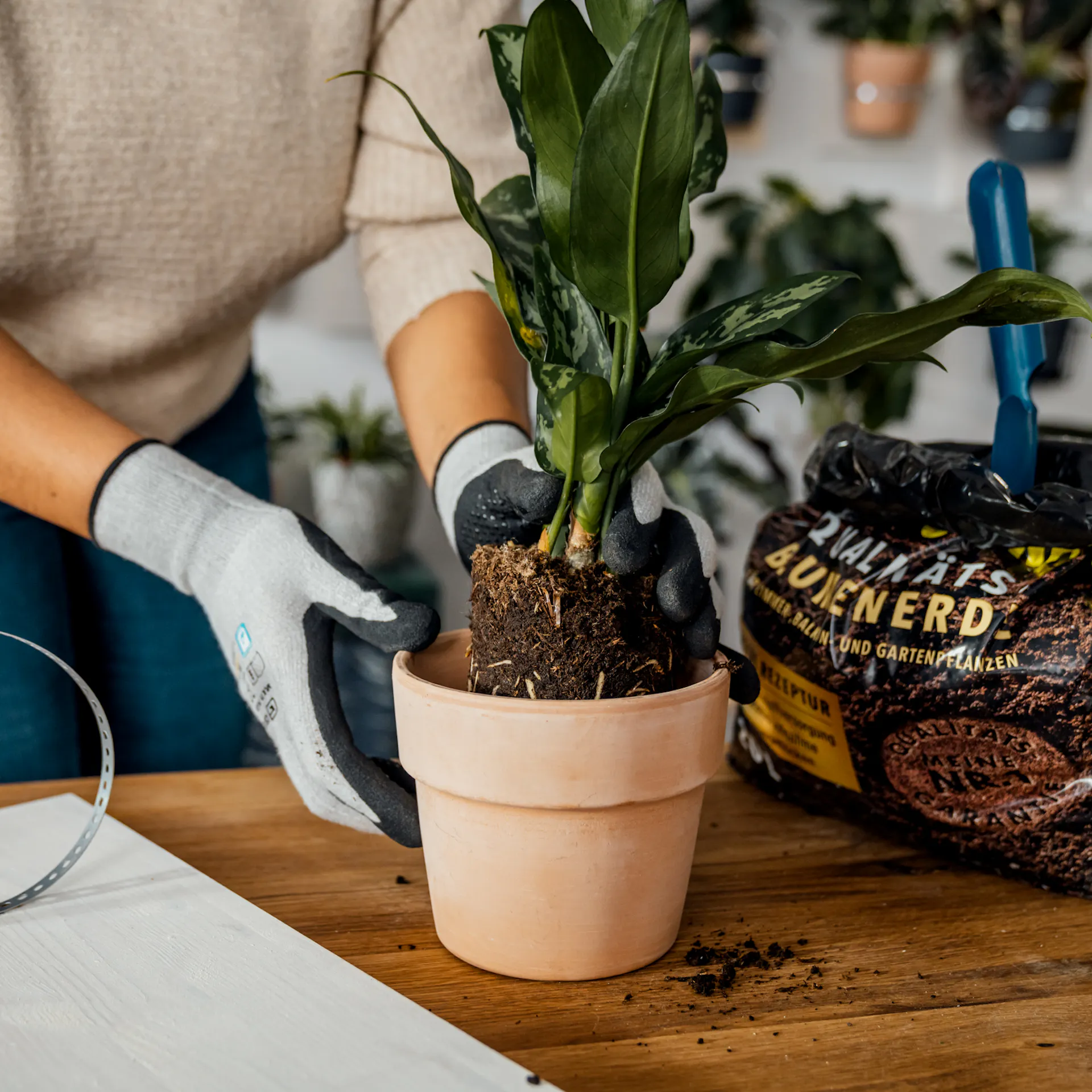 Una pianta viene messa in un vaso di argilla con la zolla di radici.