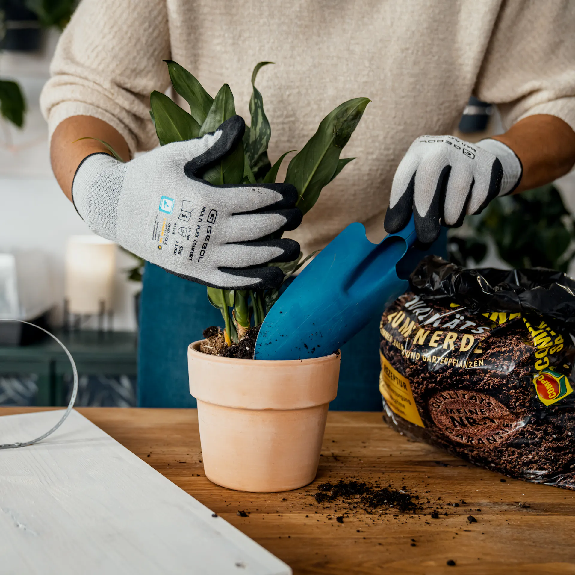 Il bordo intorno alla pianta nel vaso viene riempito con il terriccio.