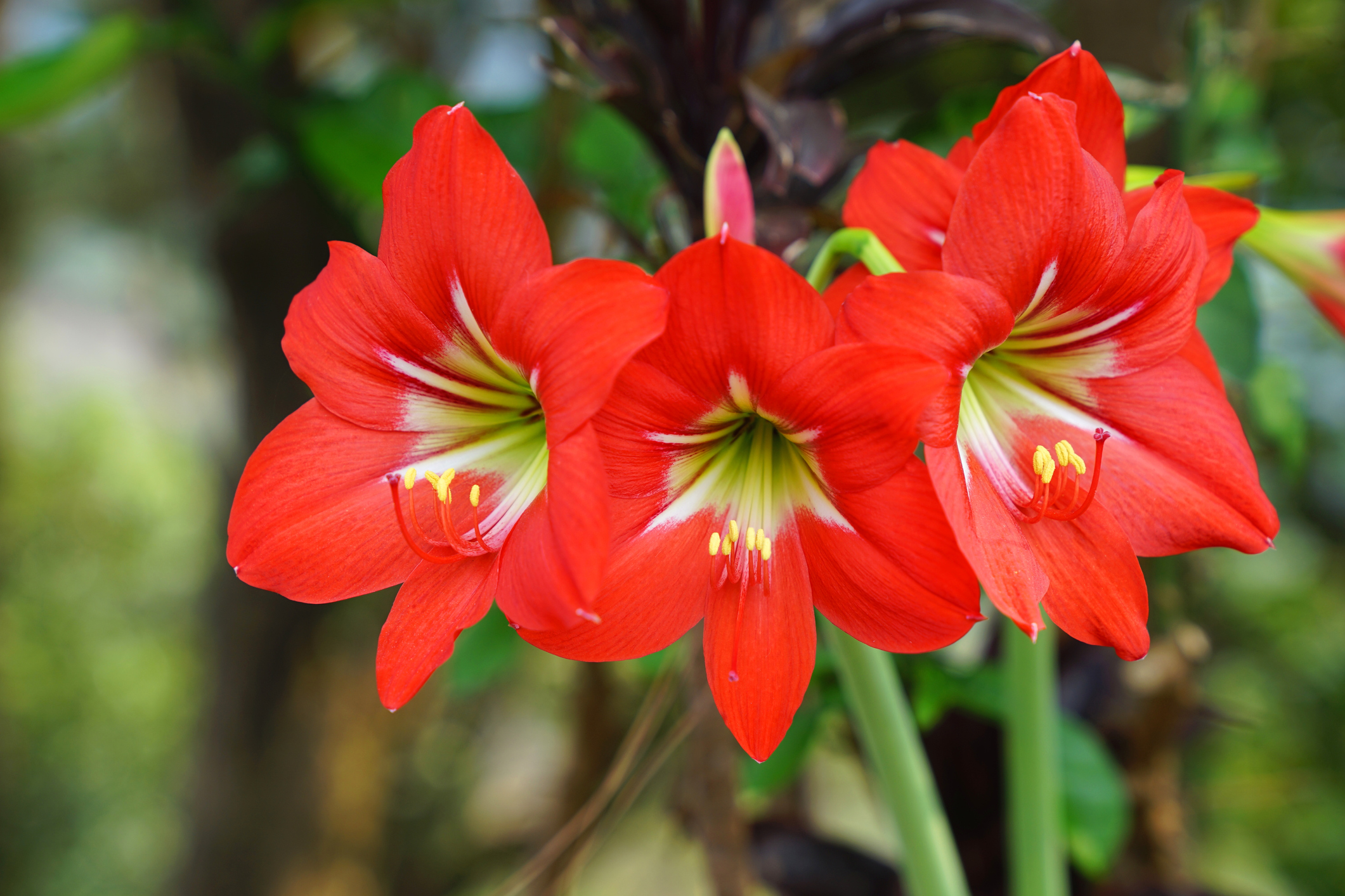 Rote Blüten des Rittersterns