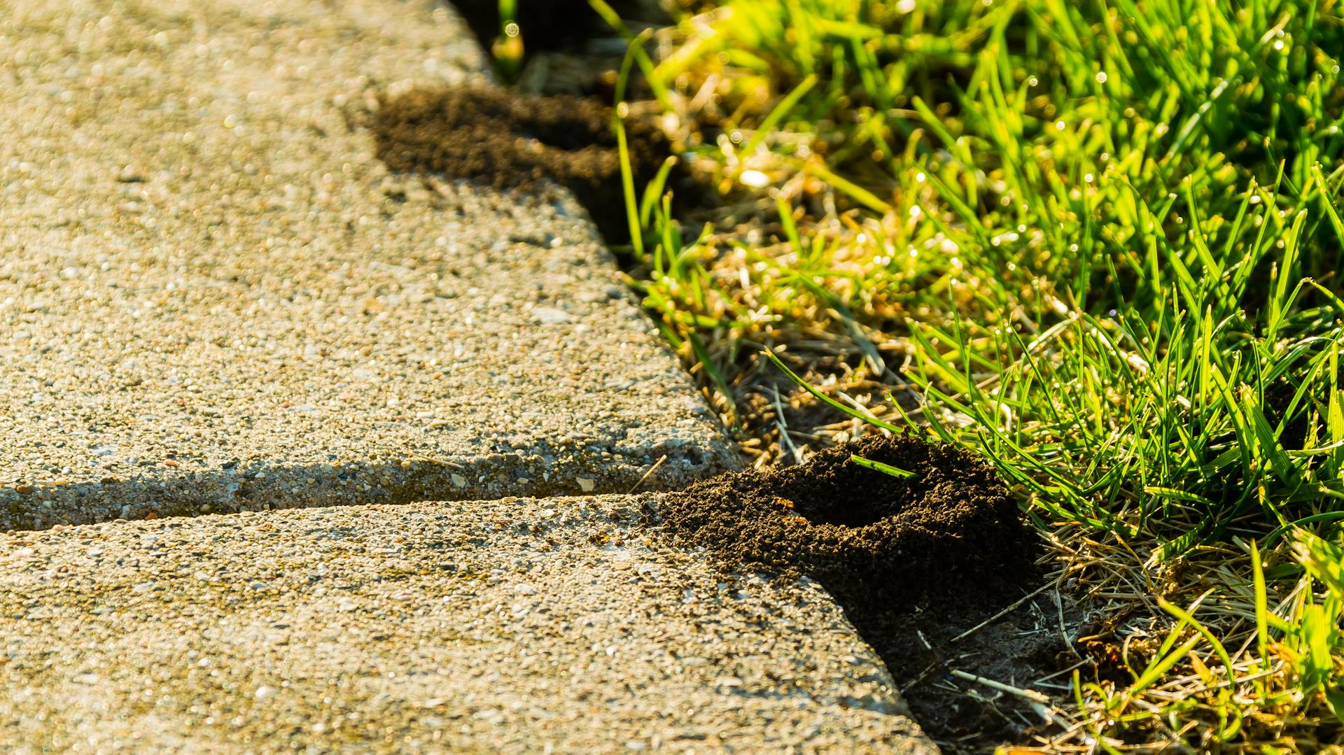 Ameisenbauten an Pflastersteinen