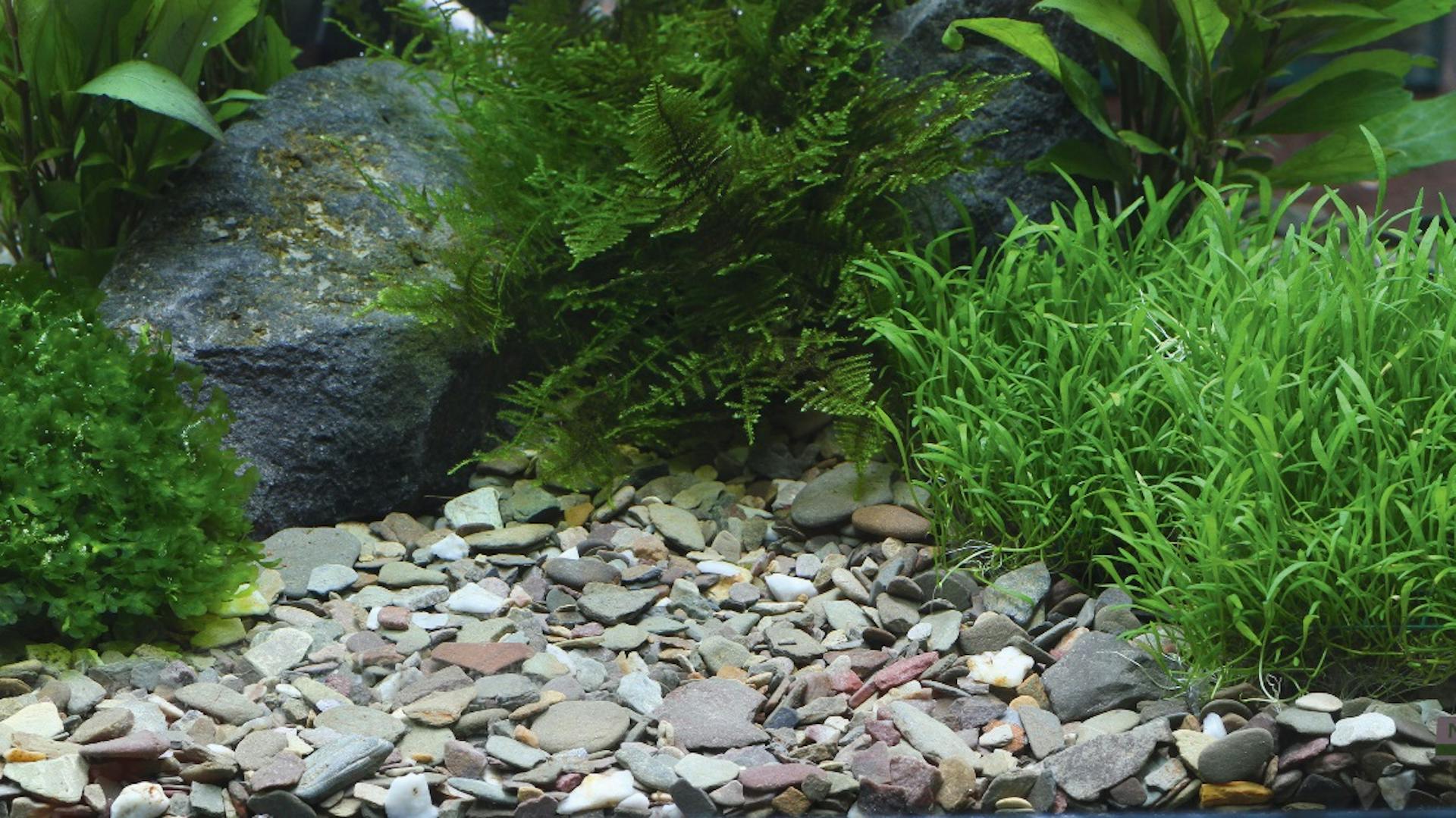 Aquarium einrichten Aquarienkies Bodengrund