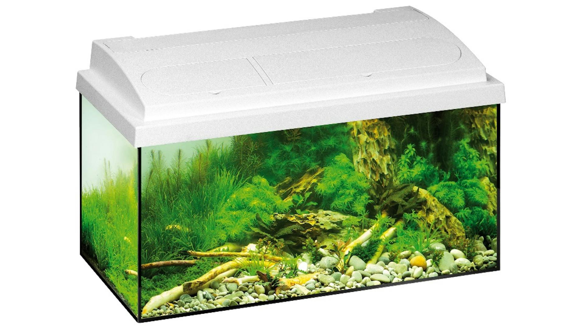 Aquarium einrichten Pflanzen Bepflanzung Softscape