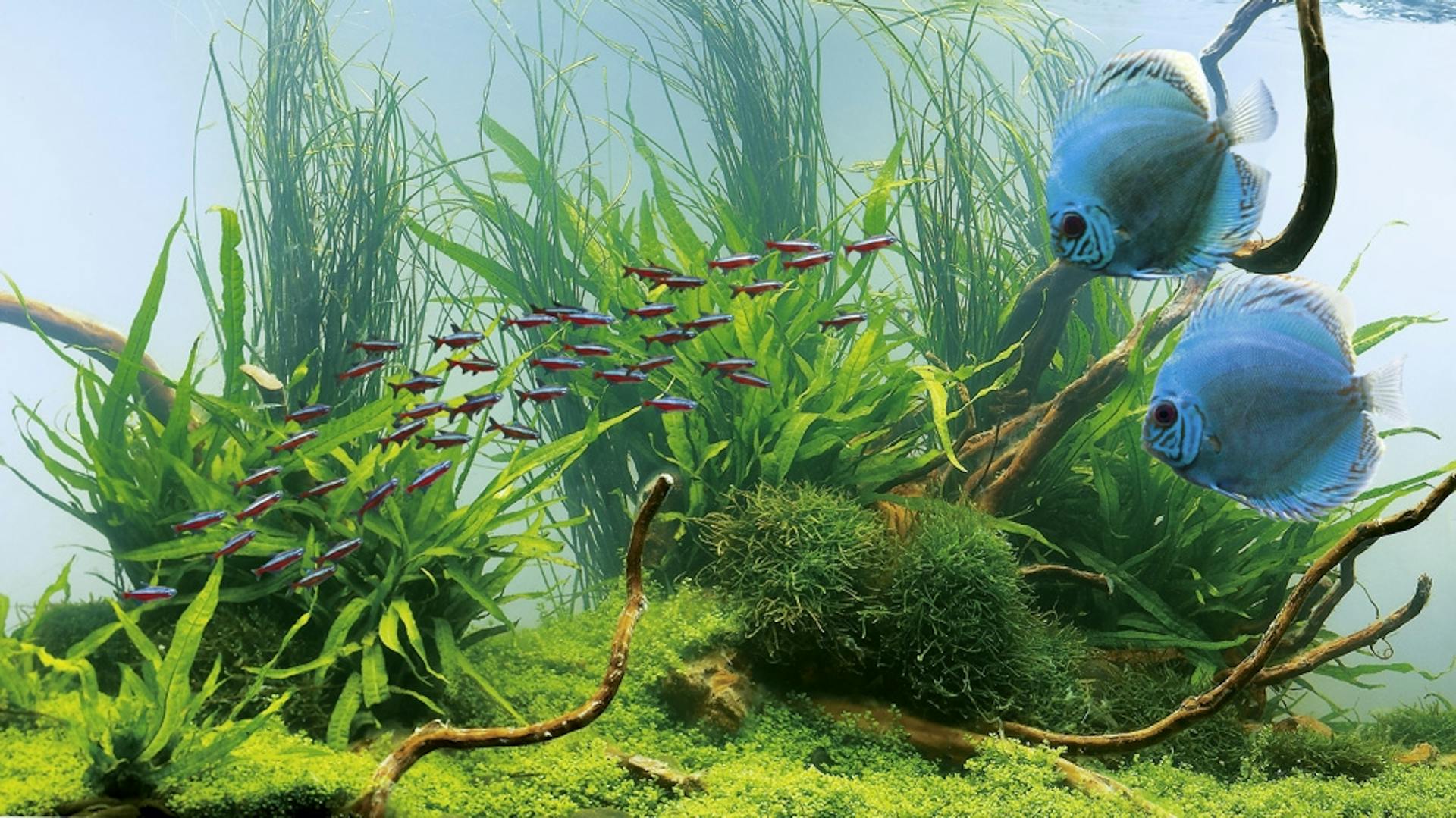 Aquarium einrichten Unterwasserlandschaft Aquascape Zierfische