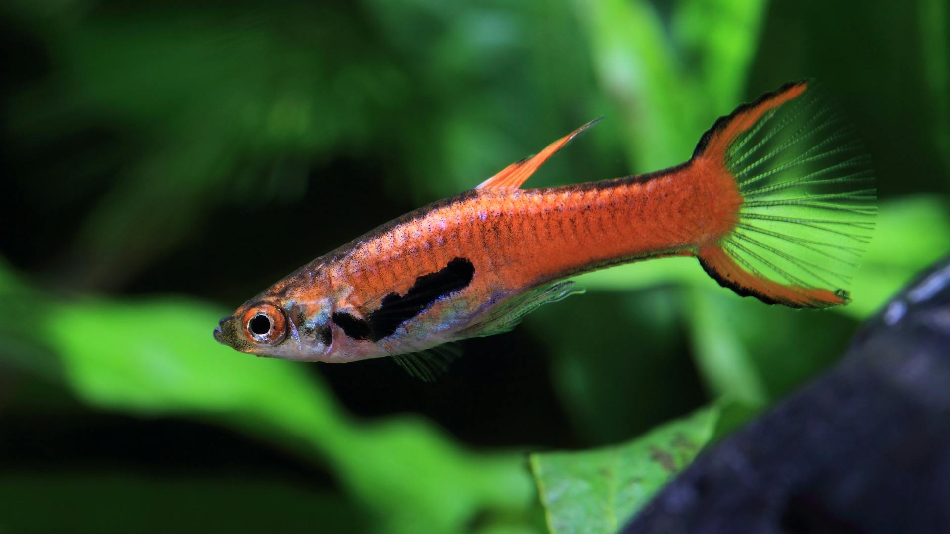 Ein rötlicher Guppy schwimmt in einem Aquarium.