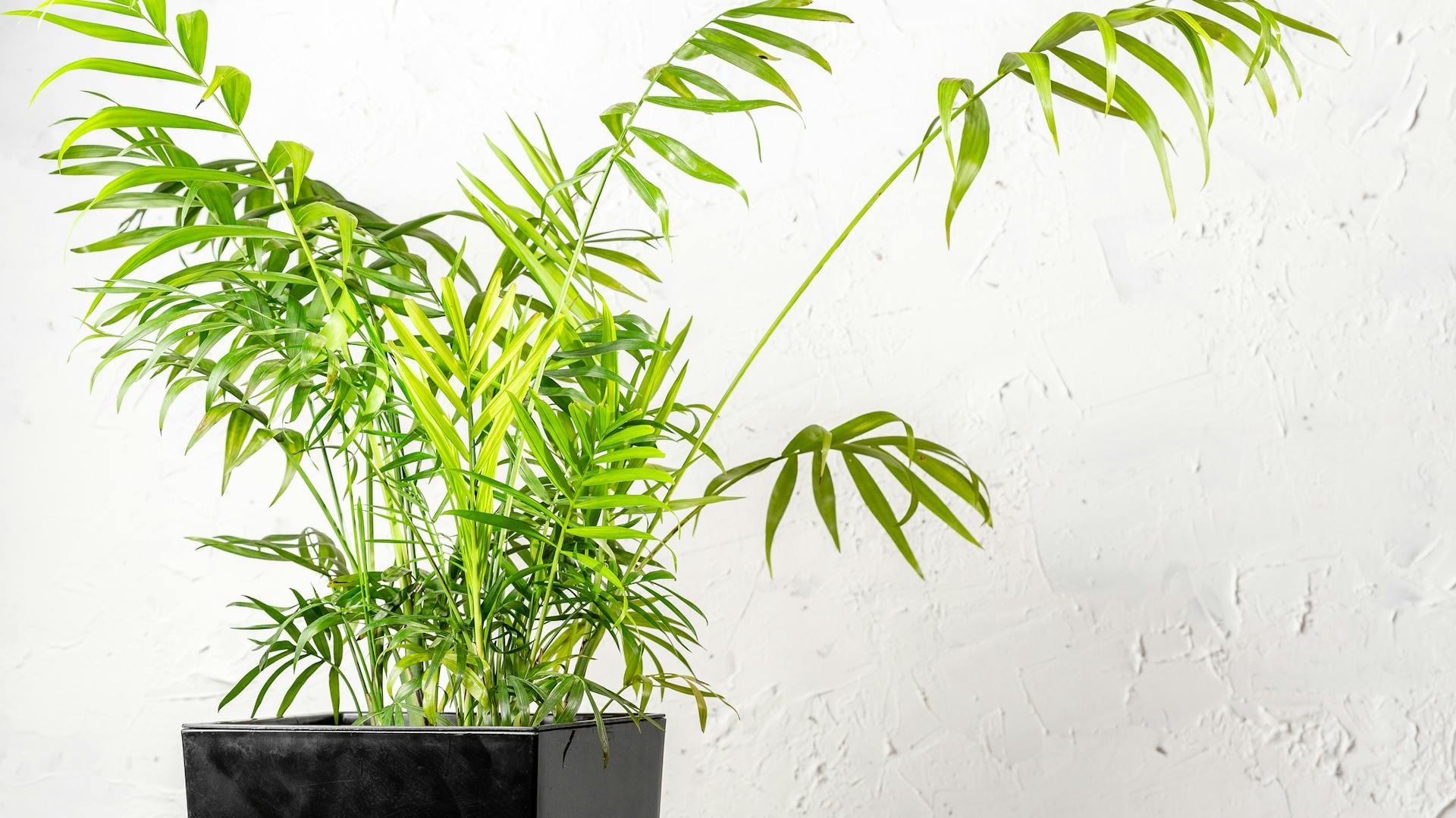 Bergpalme mit gefiederten Wedeln im Topf als Zimmerpflanze