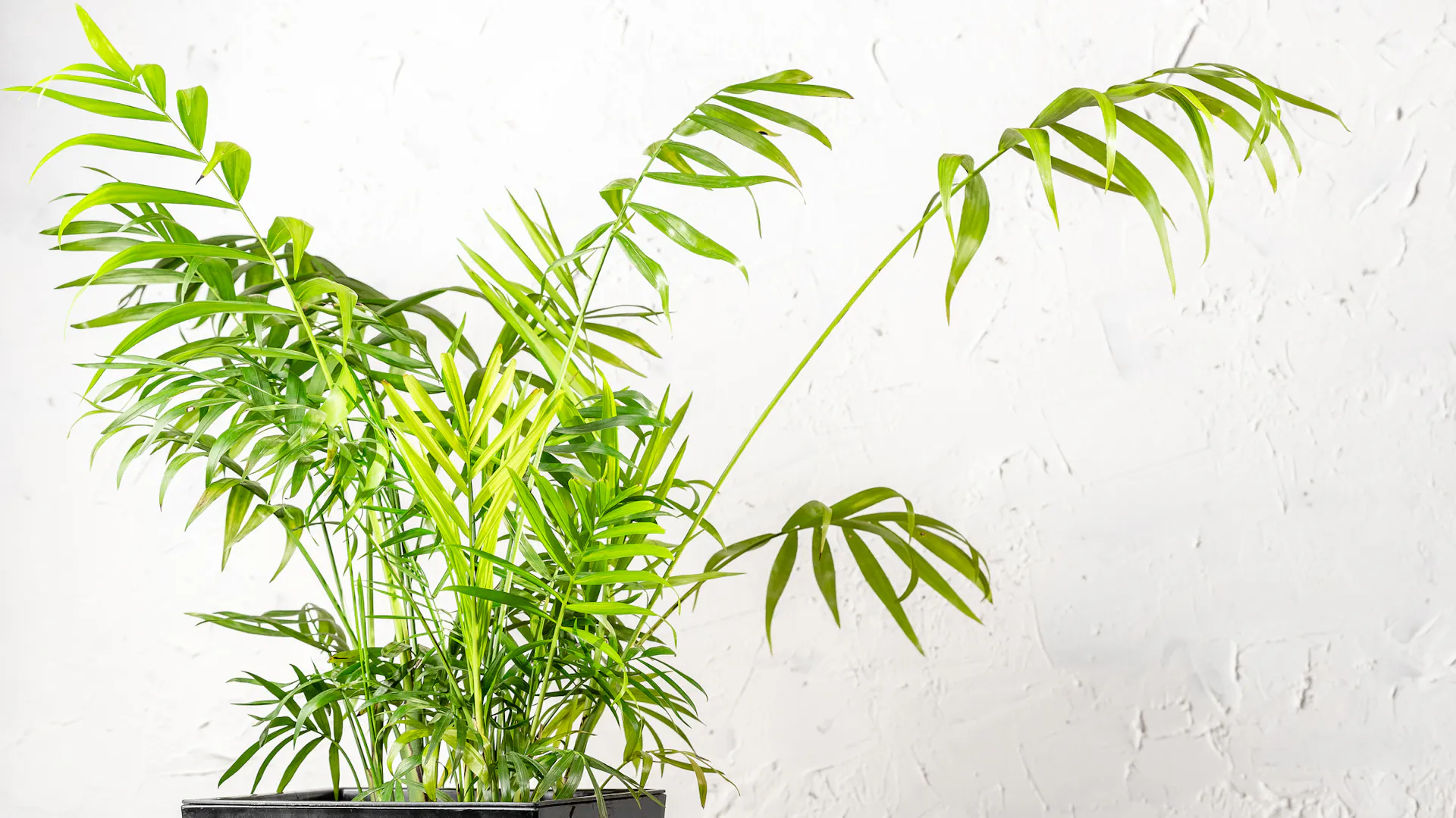 Eine Bergpalme steht in einem Topf.