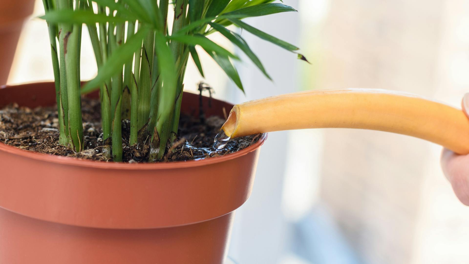 Person gießt Wasser mit Gießkanne in Topf der Bergpalme.