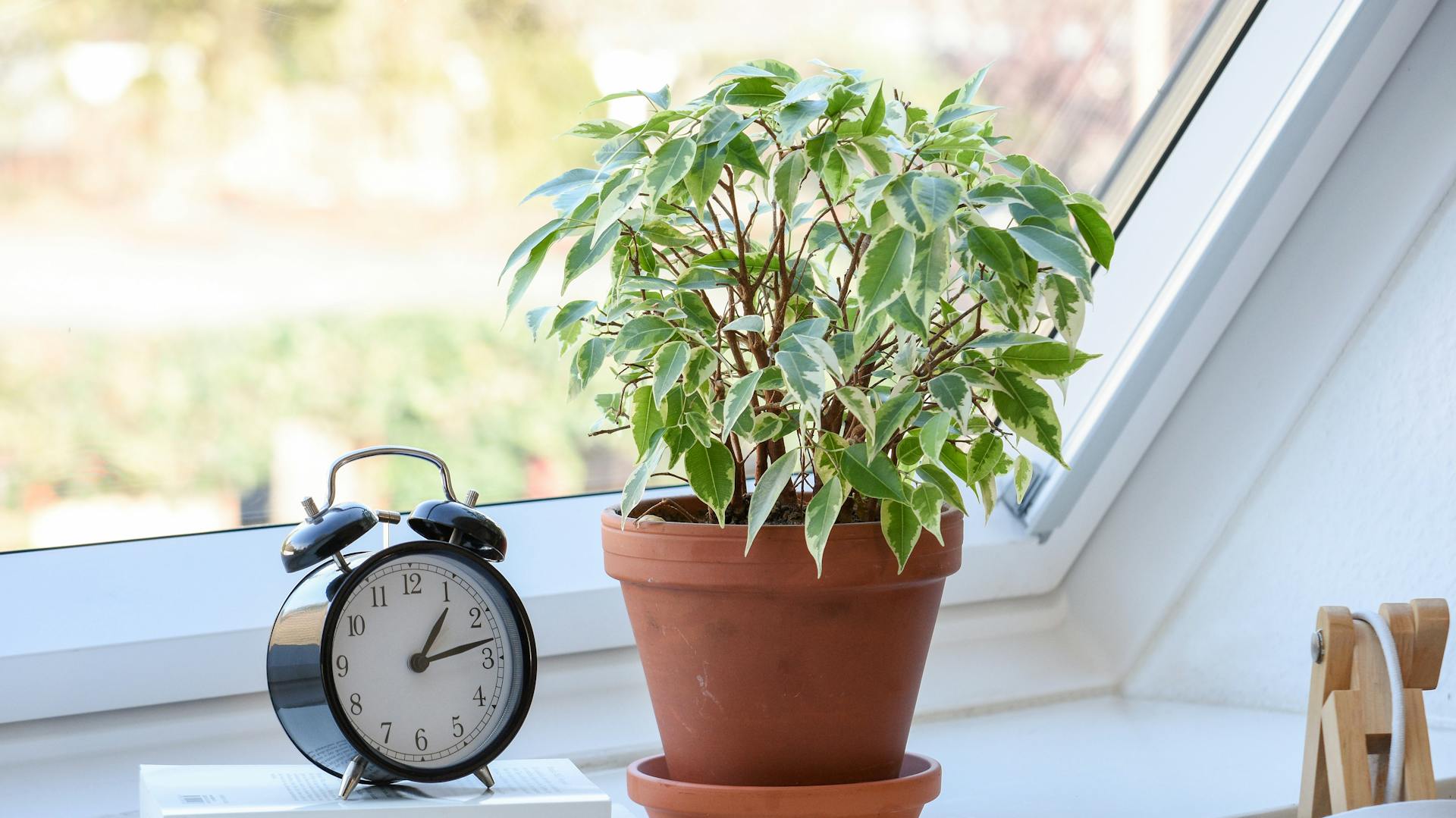 Birkenfeige am Fenster