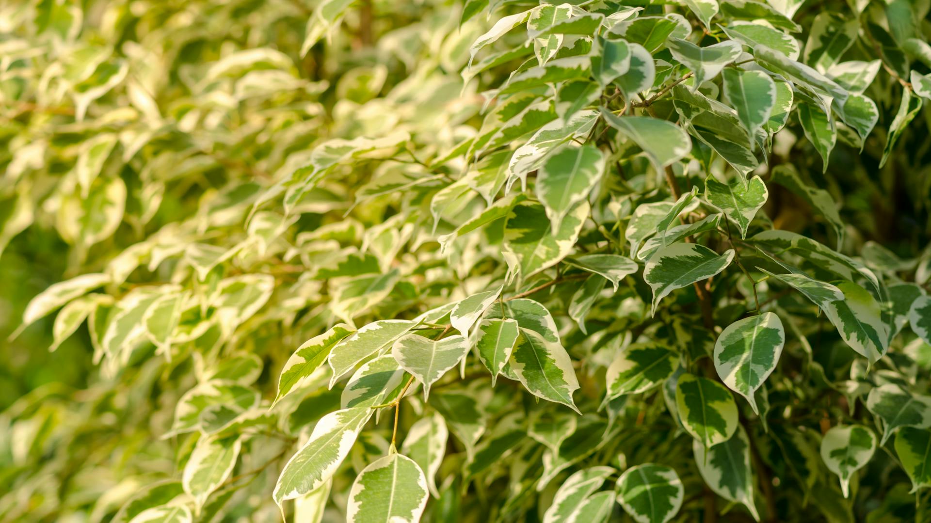 Birkenfeige in der Sonne