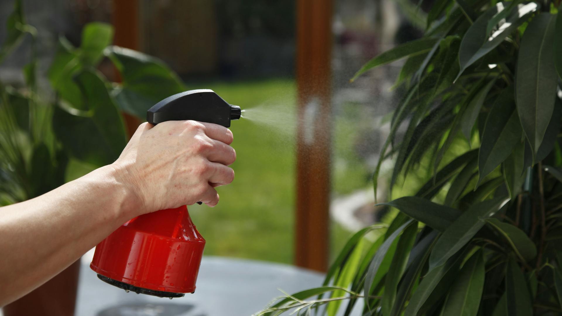 Benjamini wird mit Wasser eingesprüht
