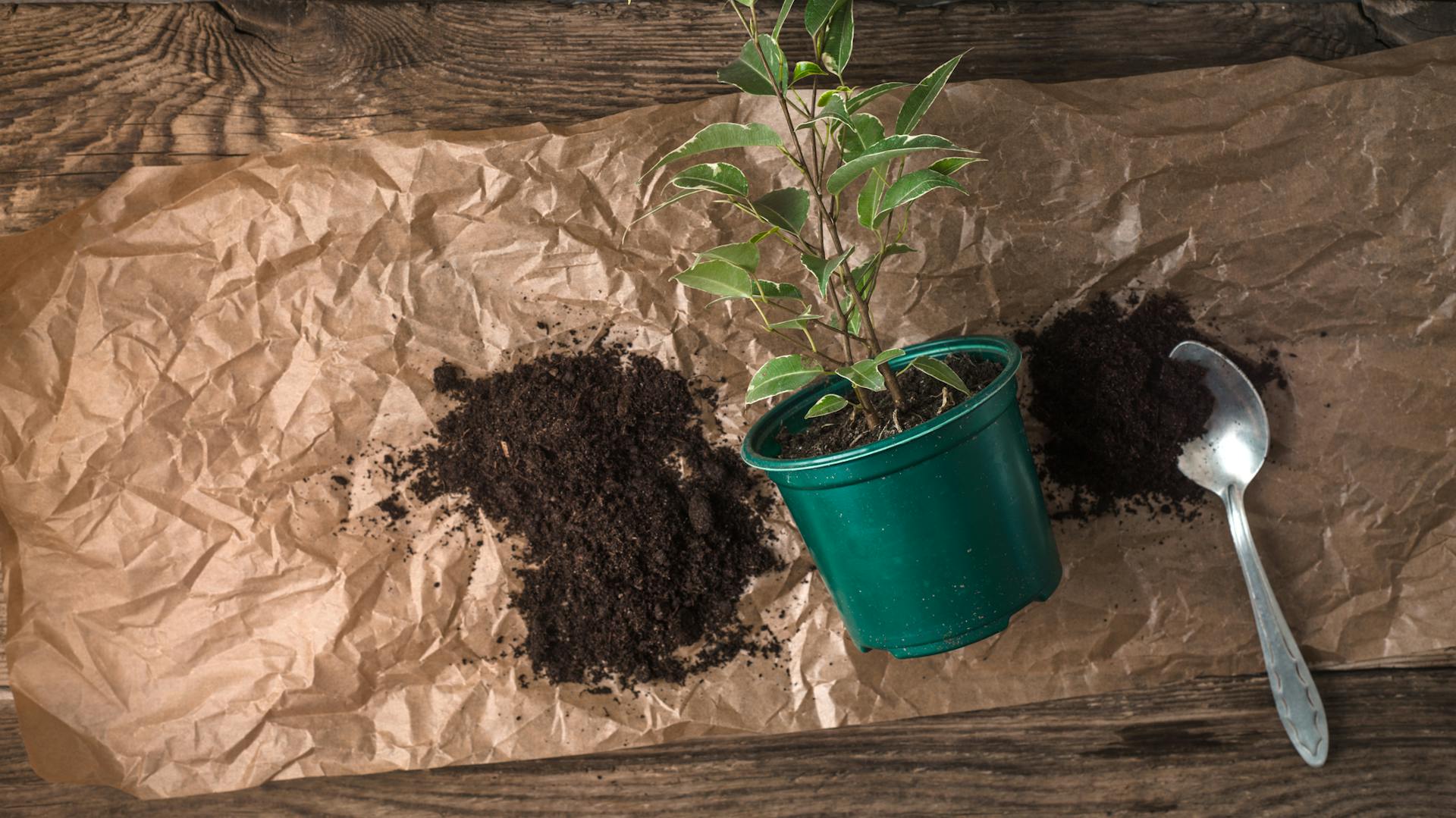 Benjamini im Topf liegt neben frischer Erde auf dem Boden
