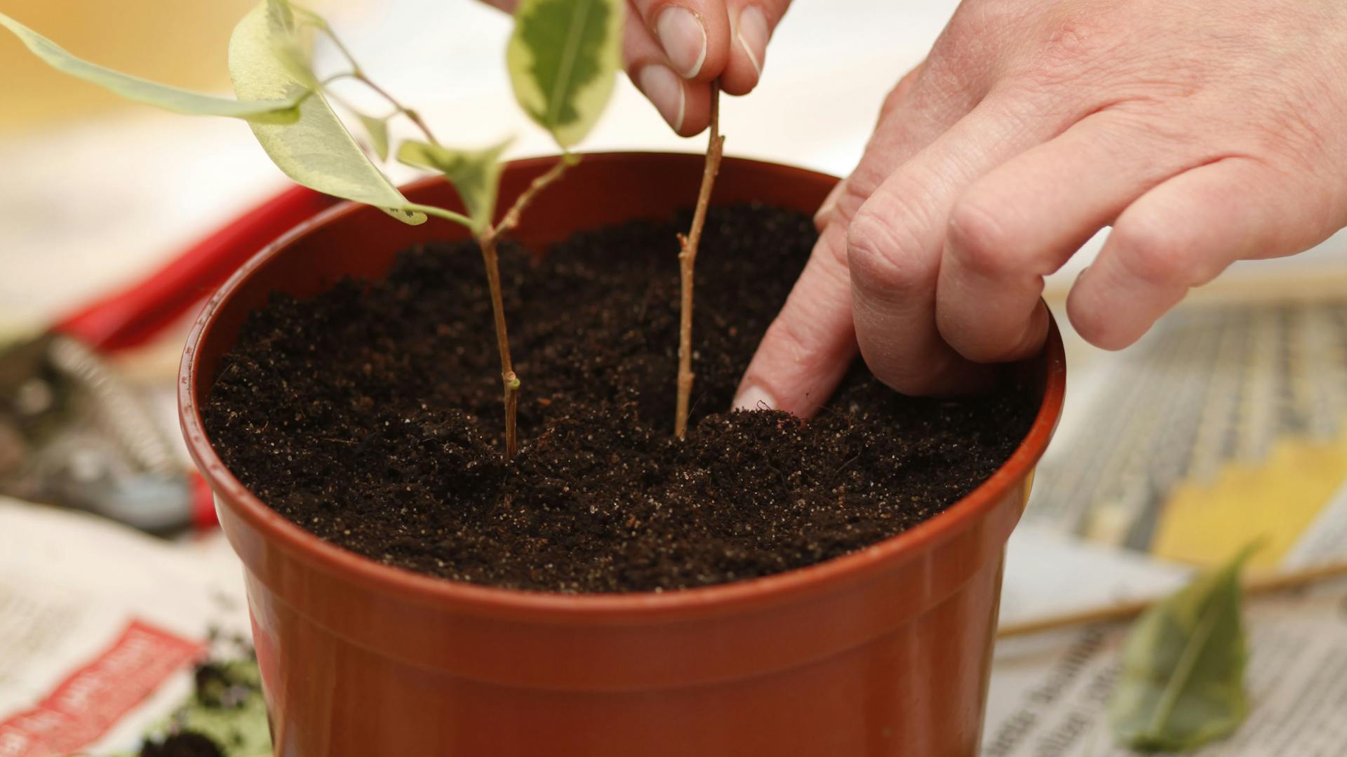 Benjamini Steckling wird in einen Topf gepflanzt