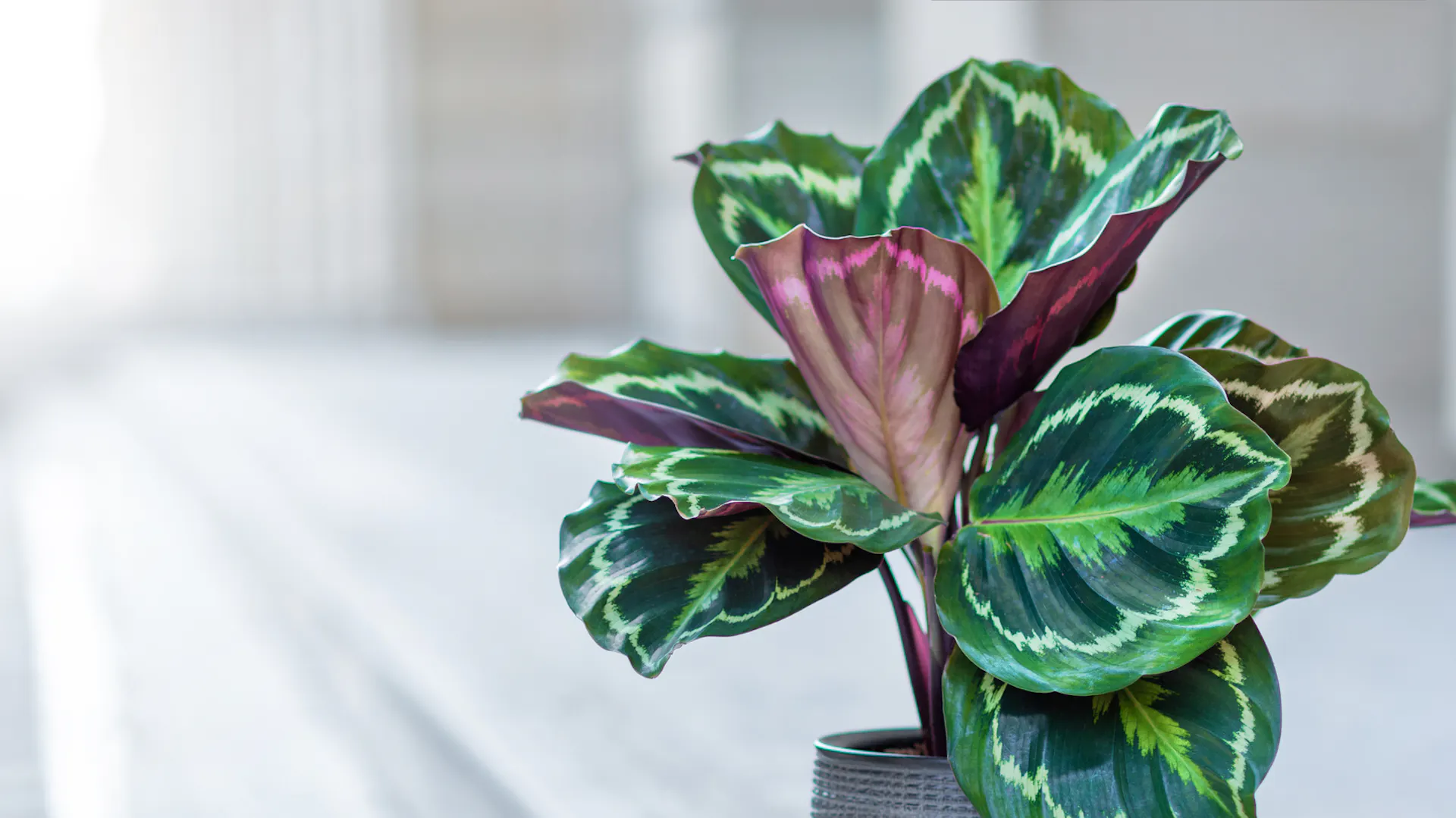 Calathea Eigenschaften Und Tipps Im berblick OBI Calathea Eigenschaften Und Tipps Im berblick OBI