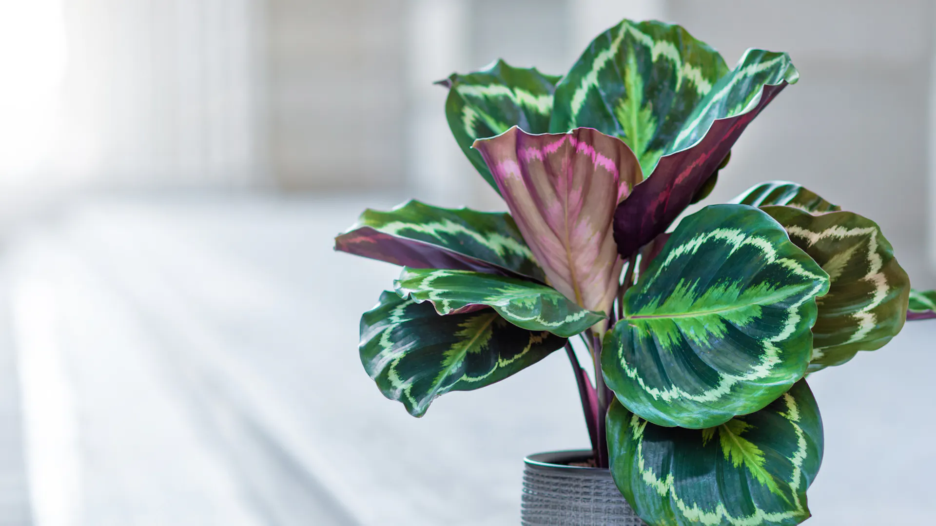 Calathea steht in einem Topf auf dem Boden.