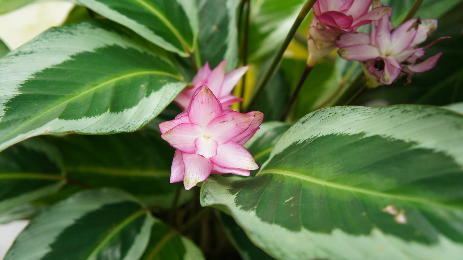 Blühende Calathea mit weiß-rosa Blüten zwischen Blättern in hell- und dunkelgrün.