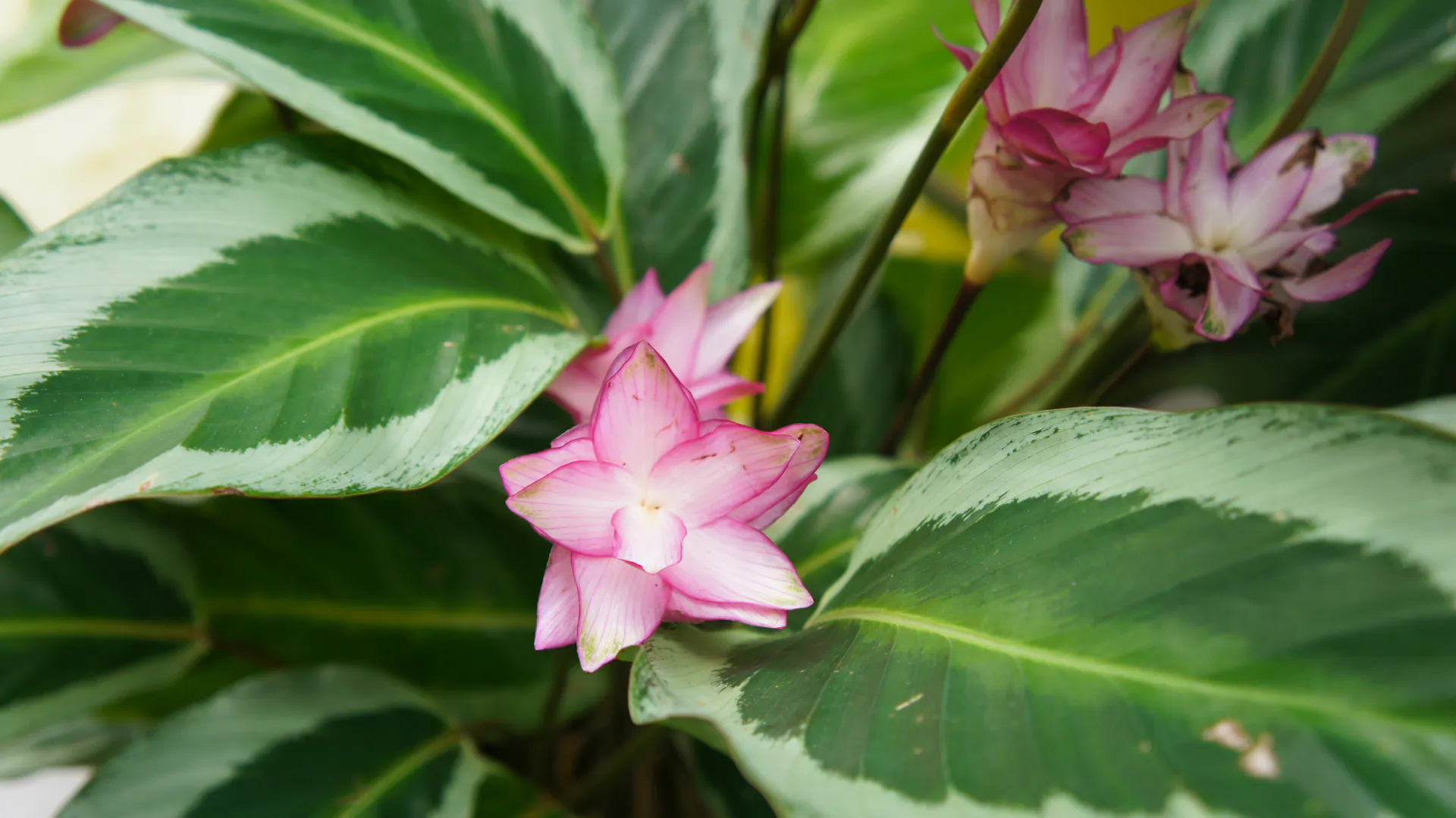 Nahaufnahme einer Calathea.