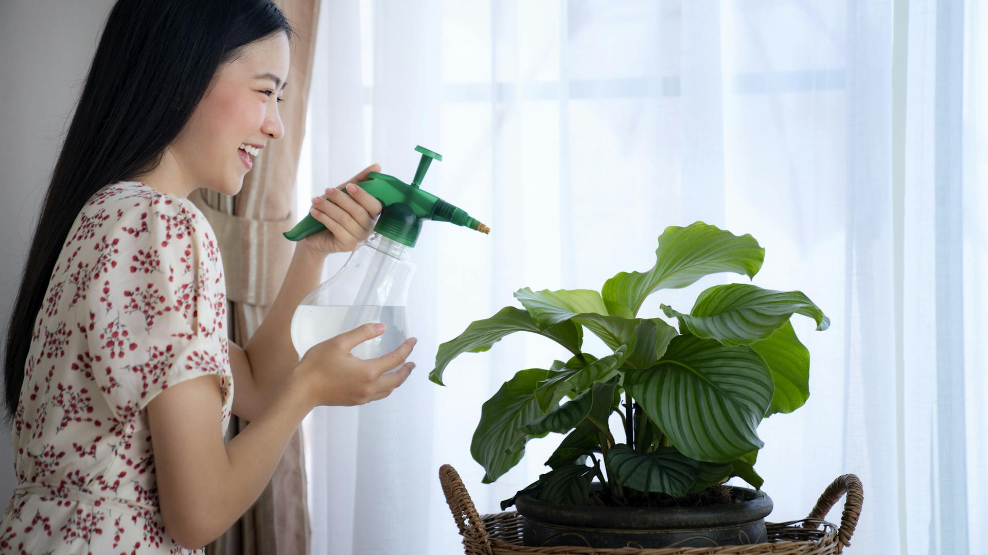 Eine Frau besprüht eine Calathea mit Wasser.