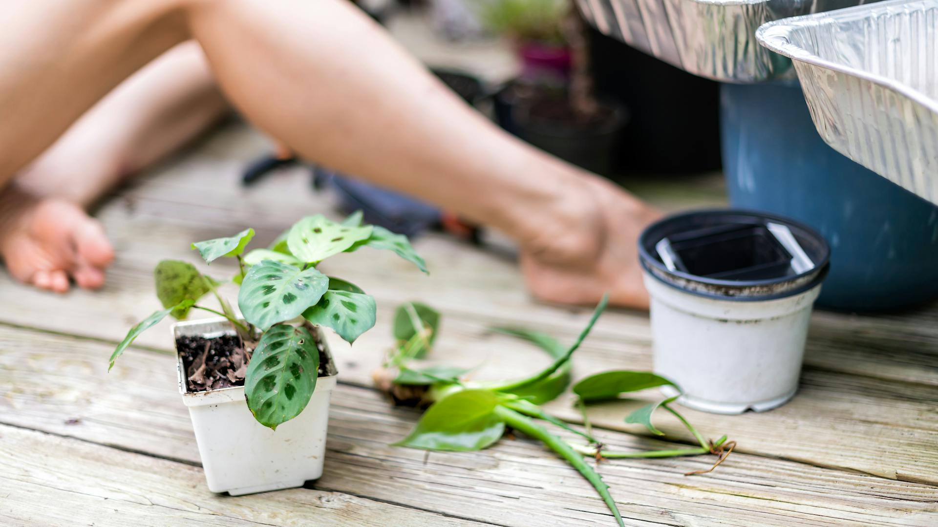 Calathea im Topf, daneben bewurzelte Ableger.