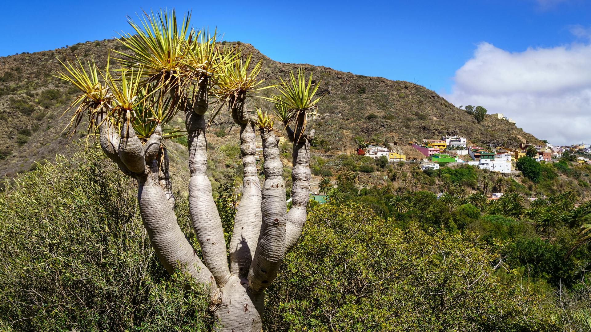 Drachenbaum in der Natur