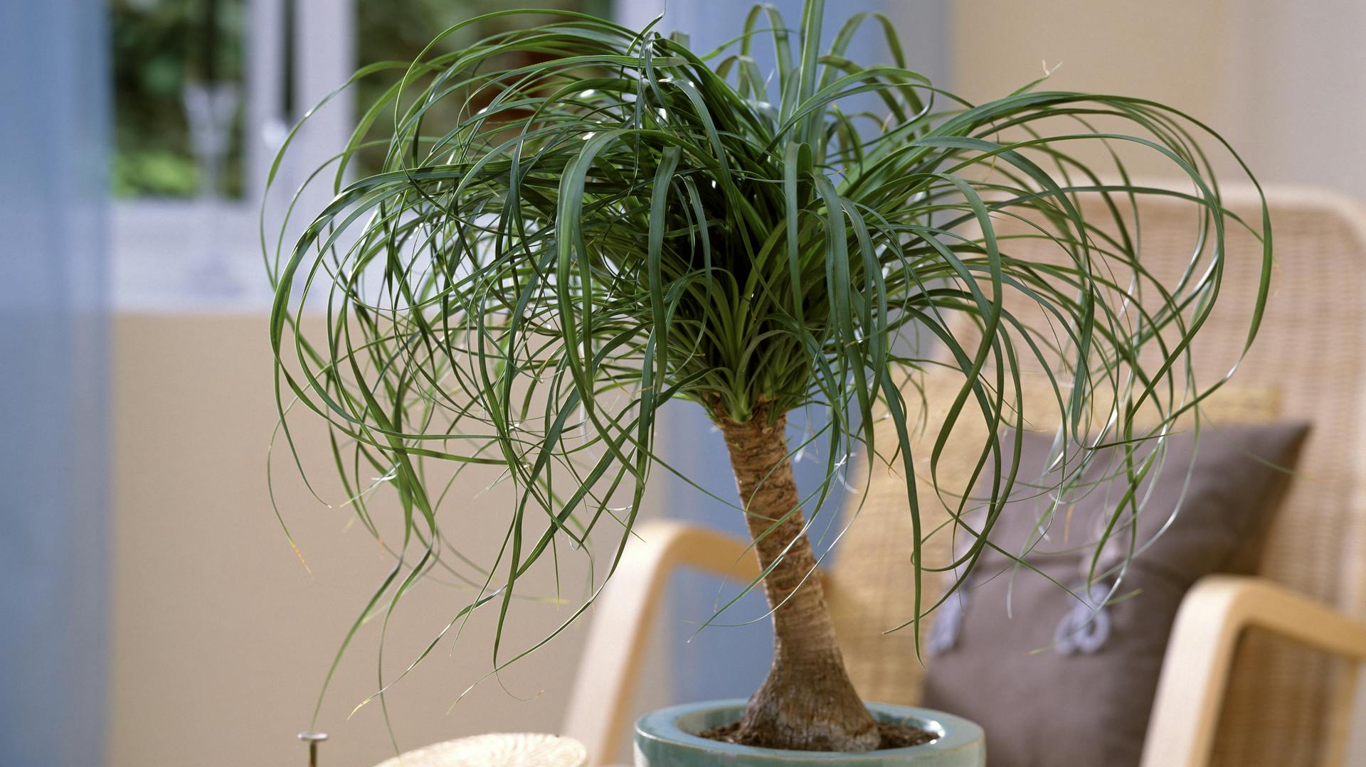 Elefantenfuß im Topf