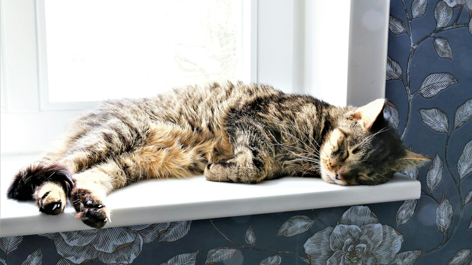 Un gatto marrone sdraiato sul davanzale.