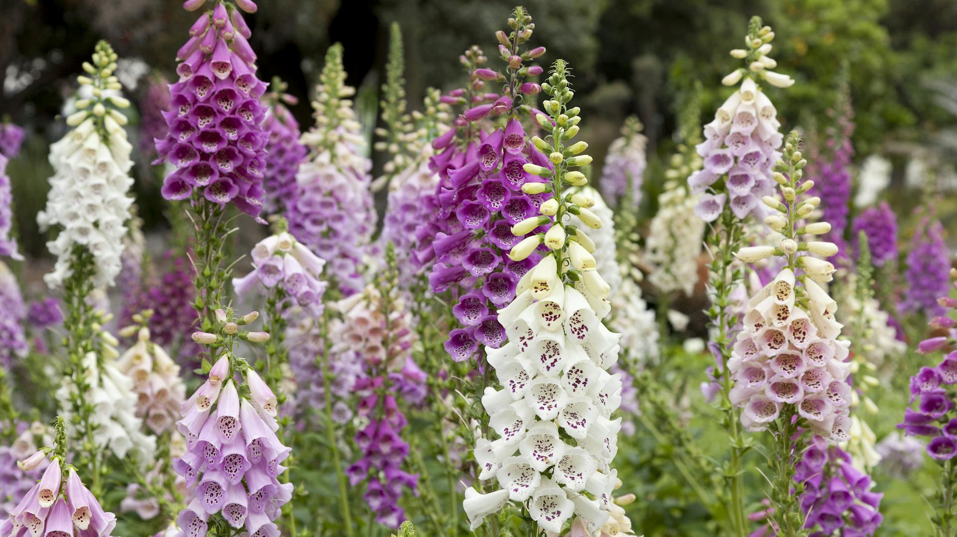 Blühender Fingerhut