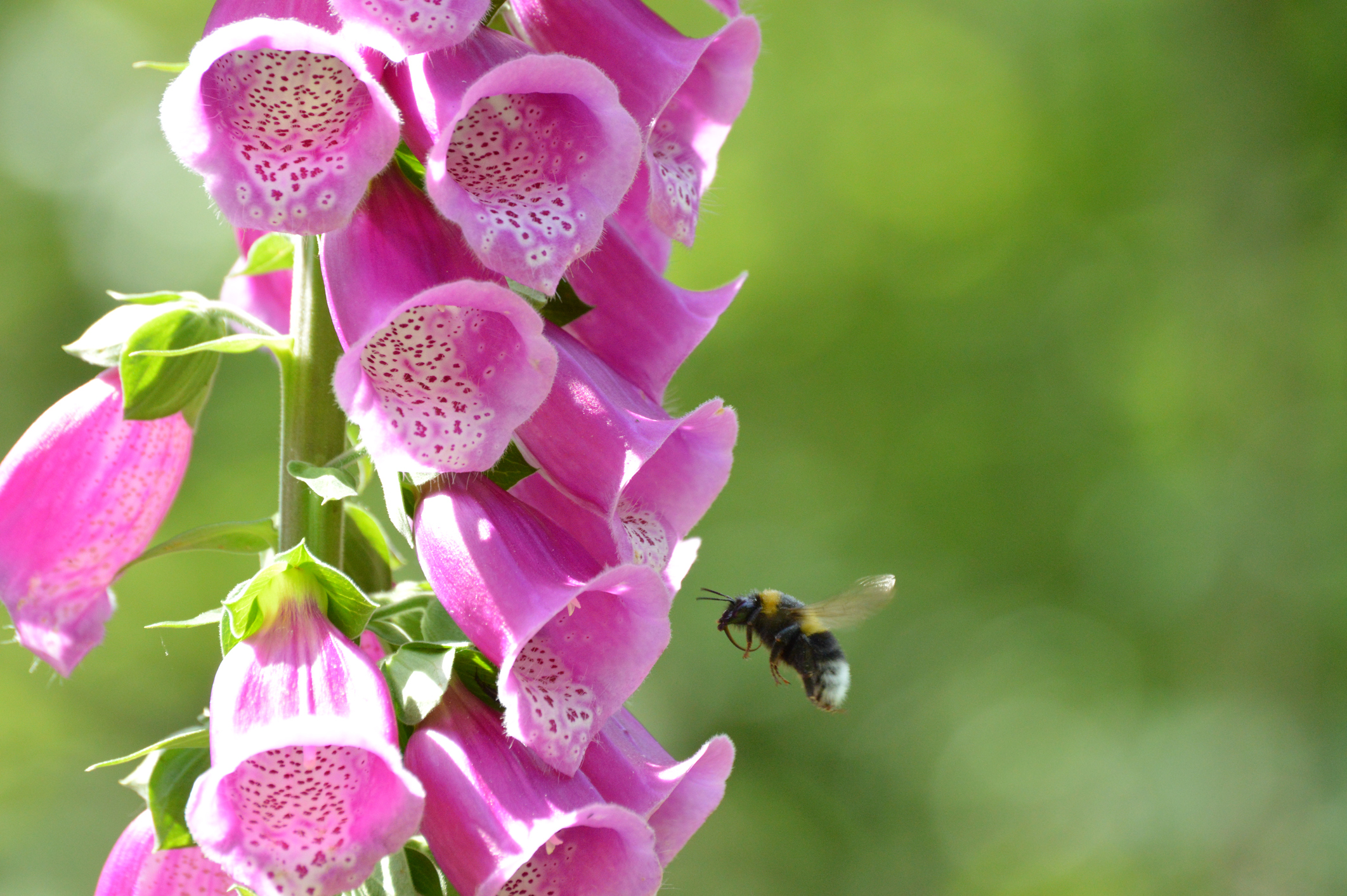 Blüten am Fingerhut, die von einer Biene angeflogen werden.