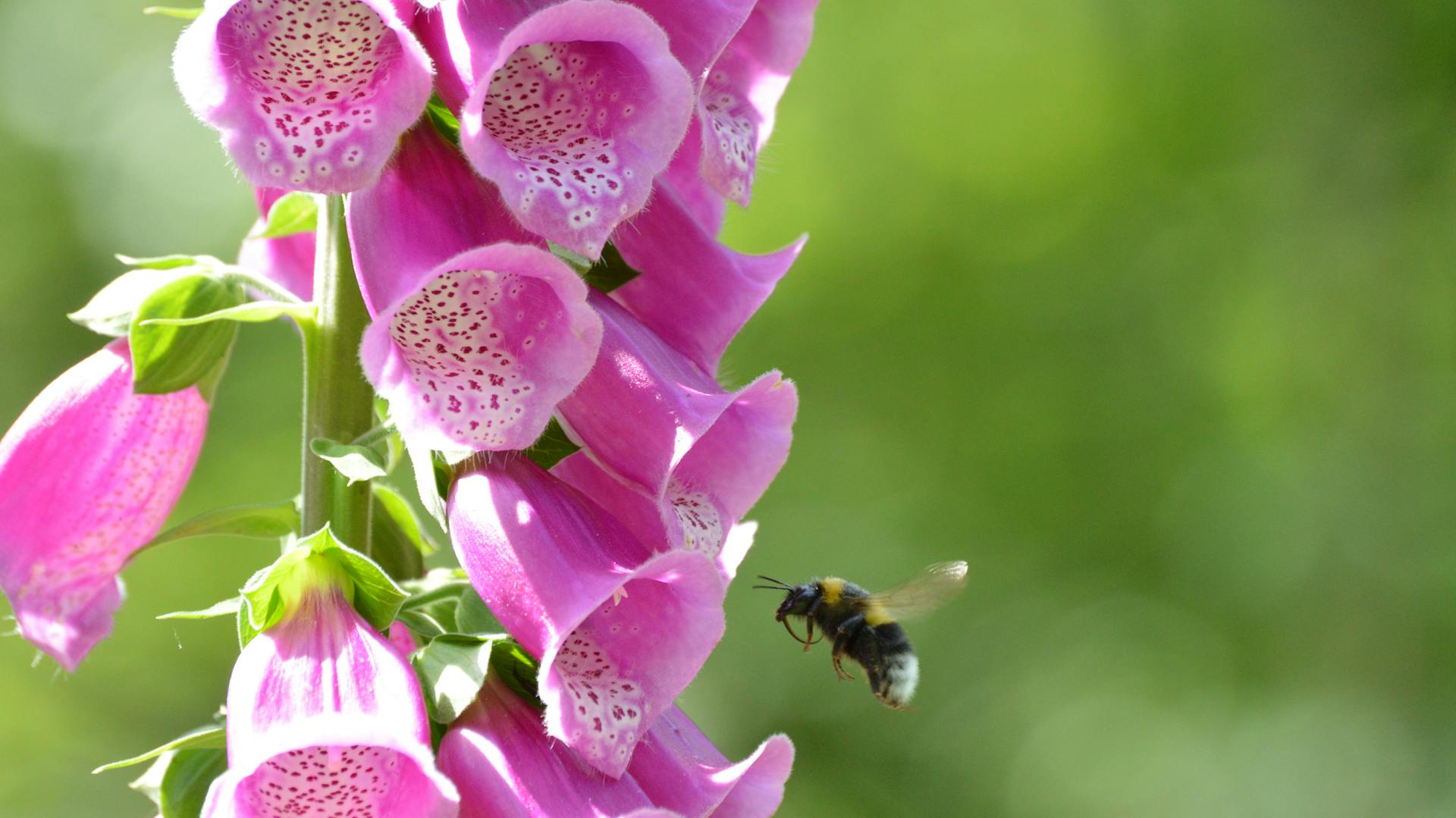 Blüten am Fingerhut, die von einer Biene angeflogen werden.