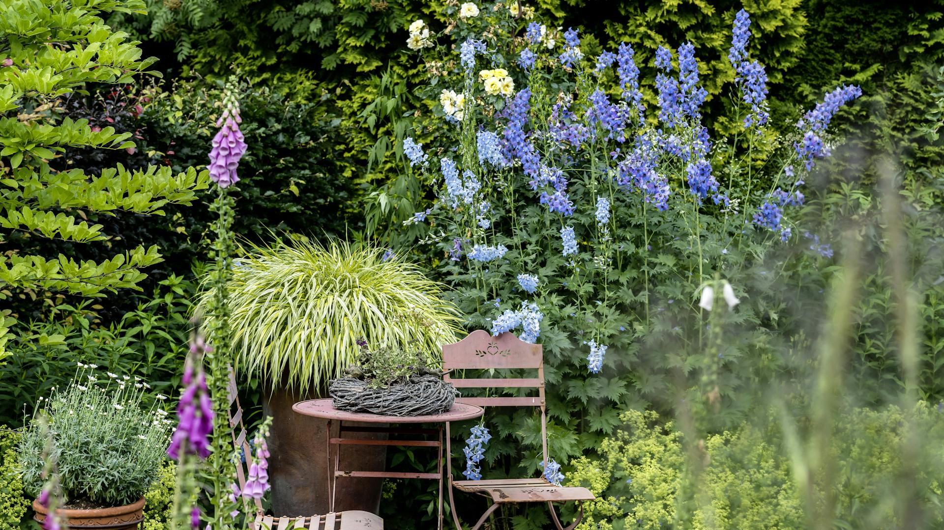 Fingerhut und andere Pflanzen in einem natürlichen Garten mit Sitzgelegenheit.