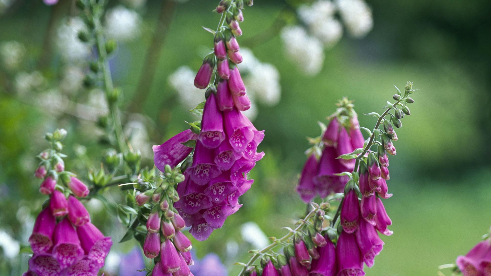 Fingerhut der Sorte „Gloxiniaeflora“