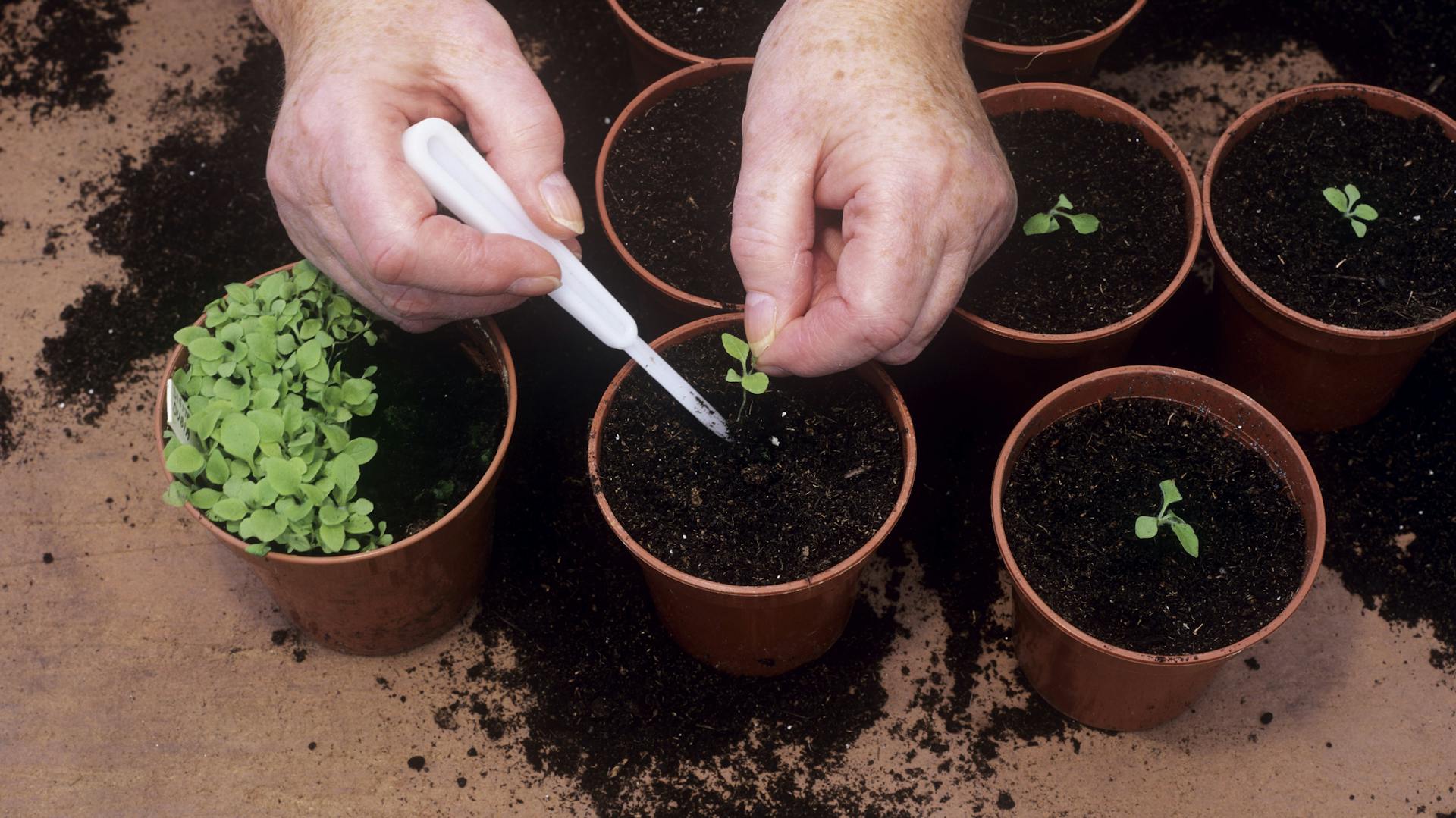 Jemand pikiert Fingerhut in Pflanztöpfen