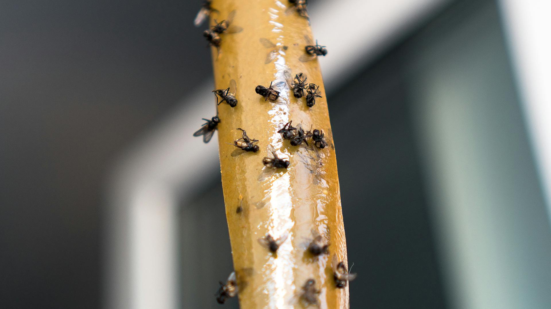 Fliegenfalle mit toten Tieren