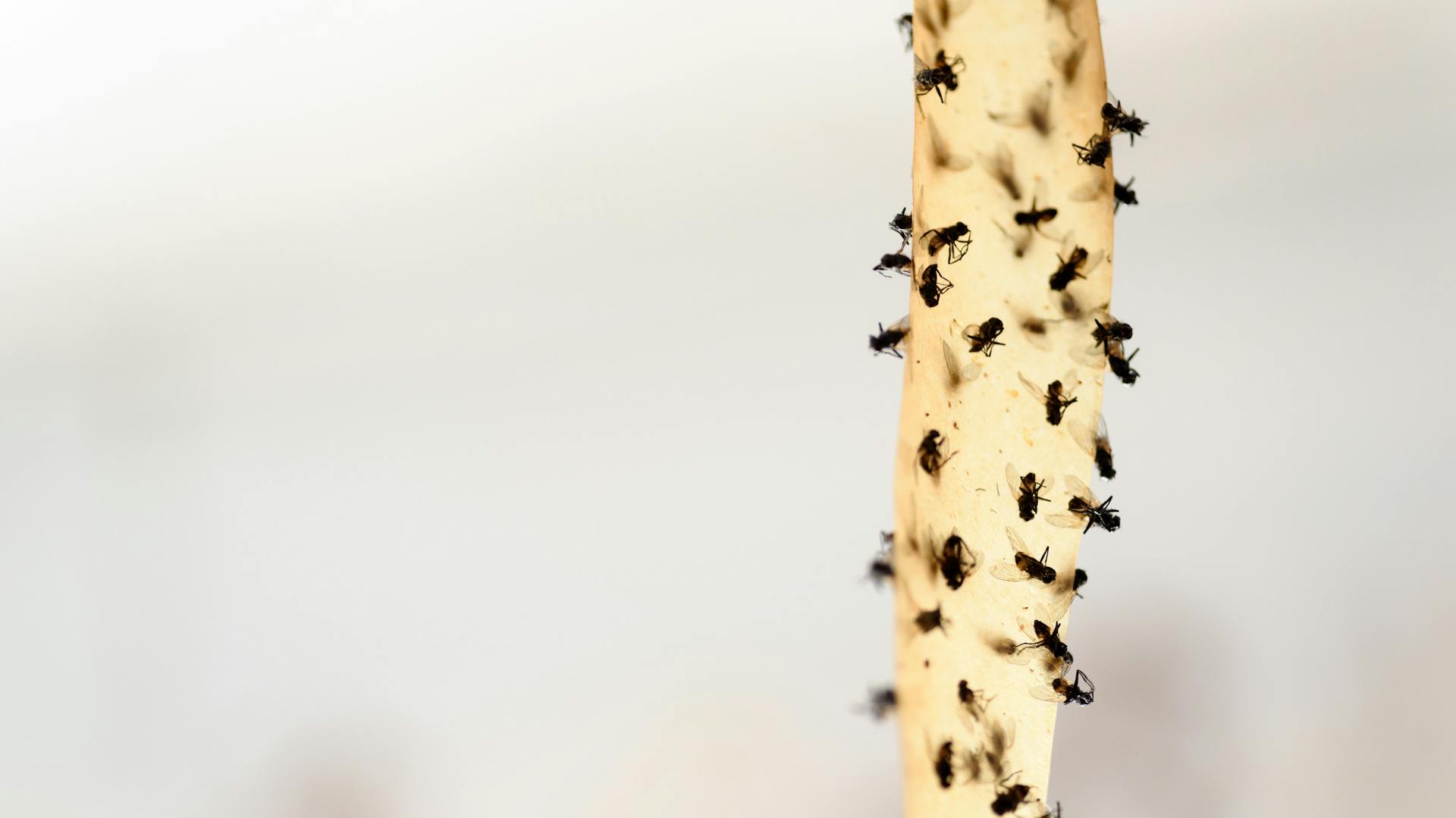 Fliegenfalle aus Backpapier