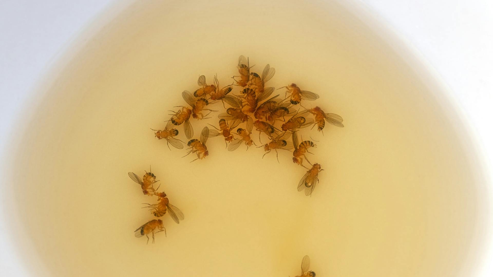 Falle für Fruchtfliegen mit toten Tieren