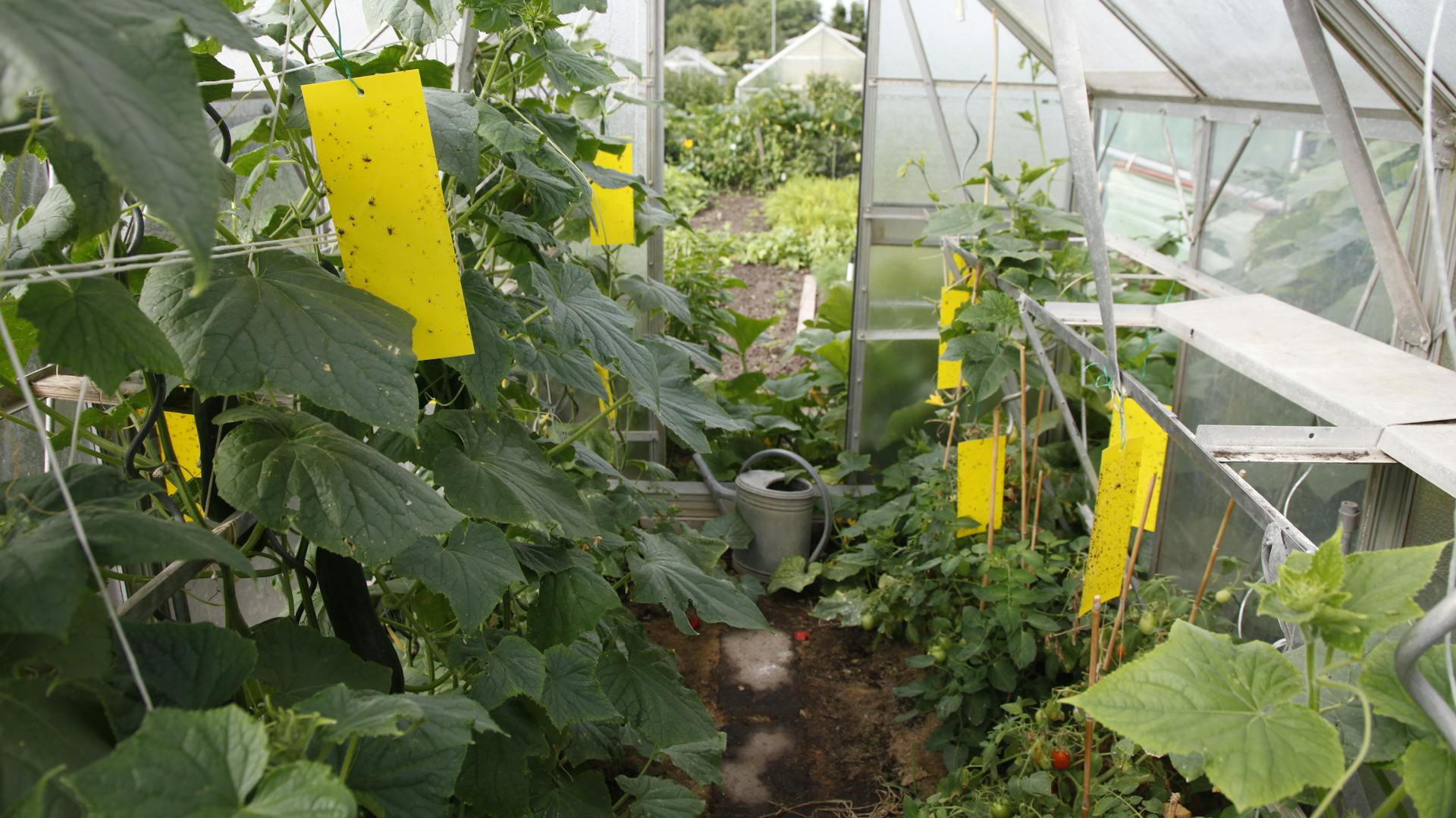 Gelbtafeln gegen Trauermücken an Pflanzen in einem Gewächshaus