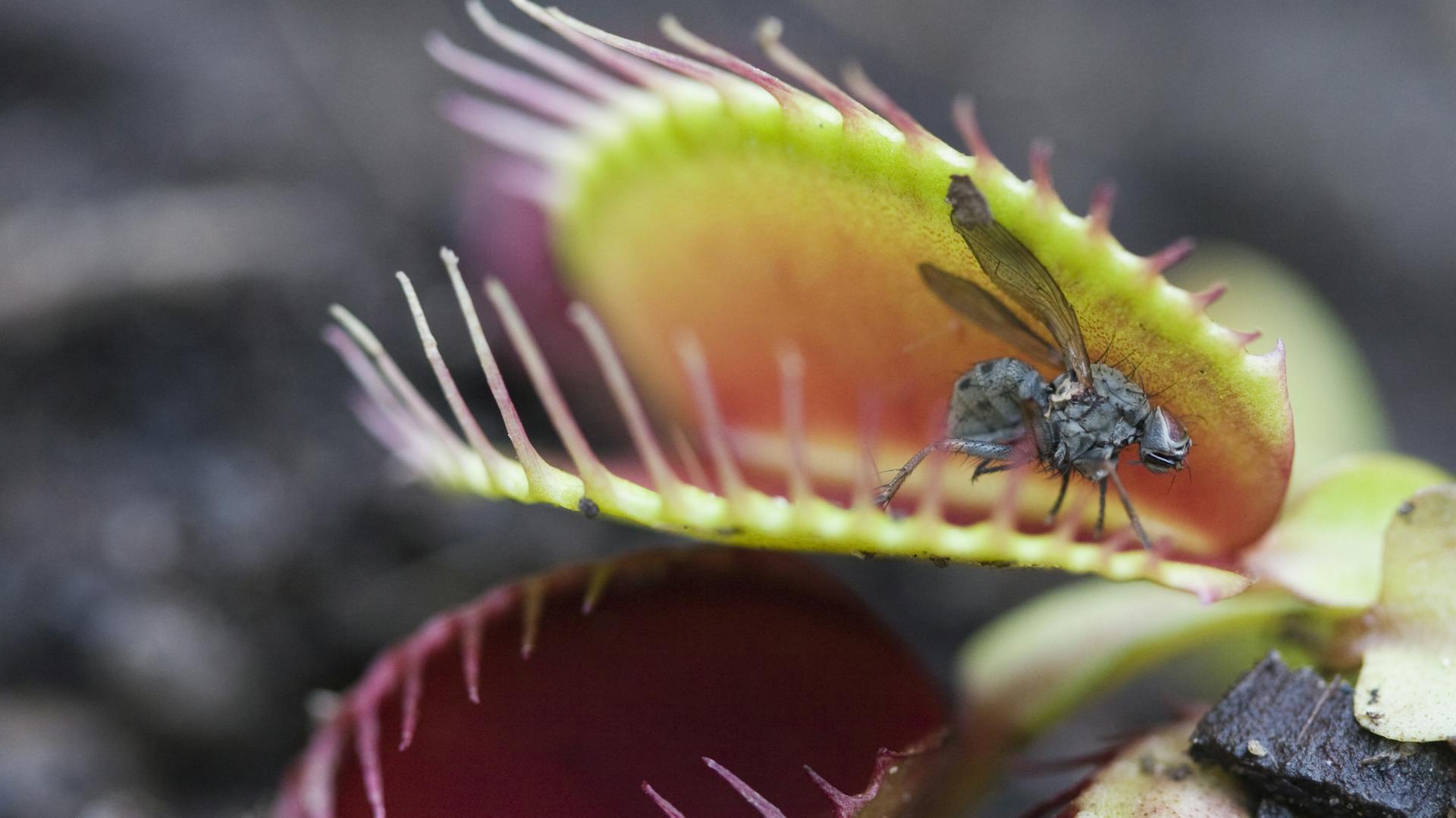 Fleischfressende Pflanze